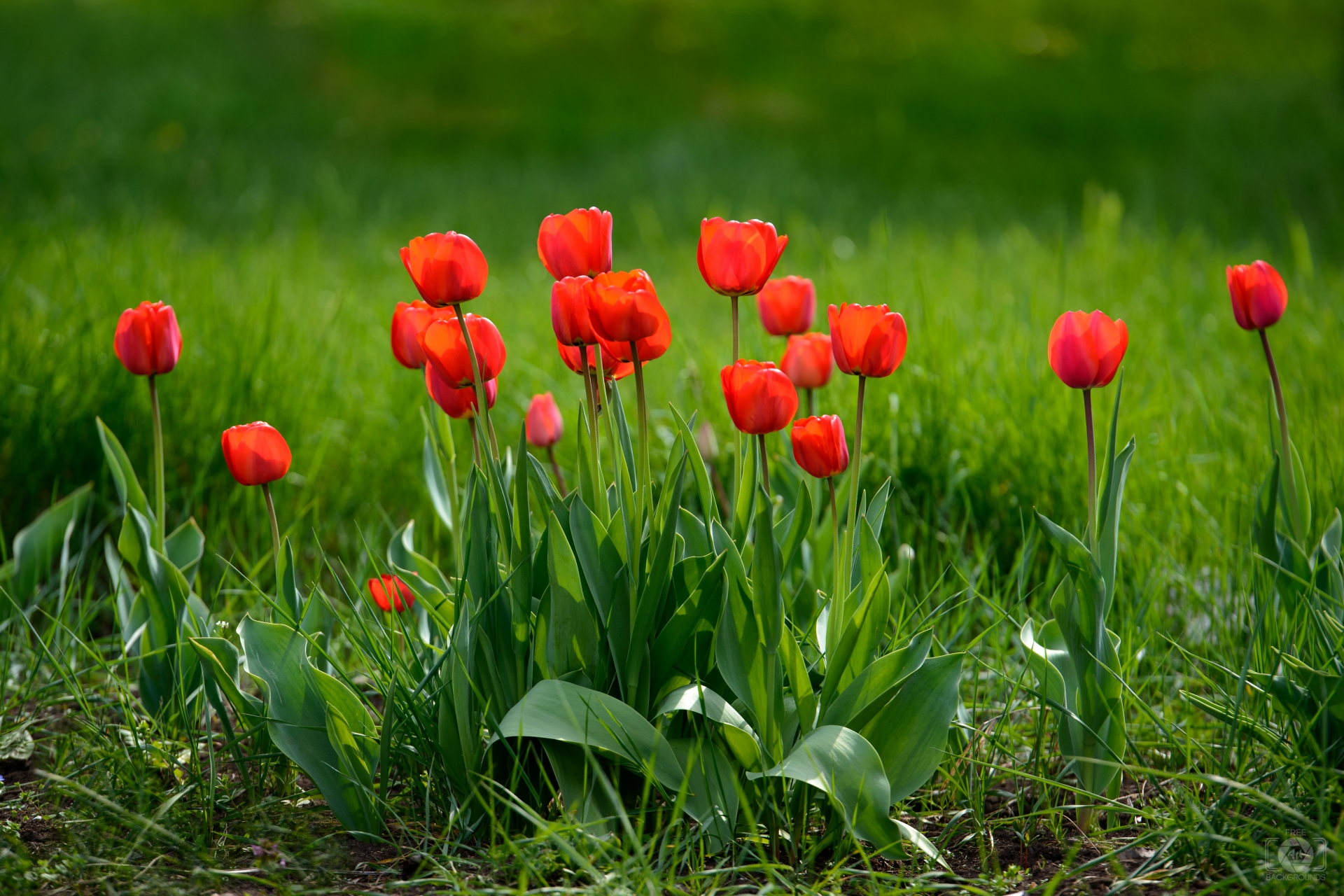 Beautiful Red Tulips Background - High-quality Free Backgrounds