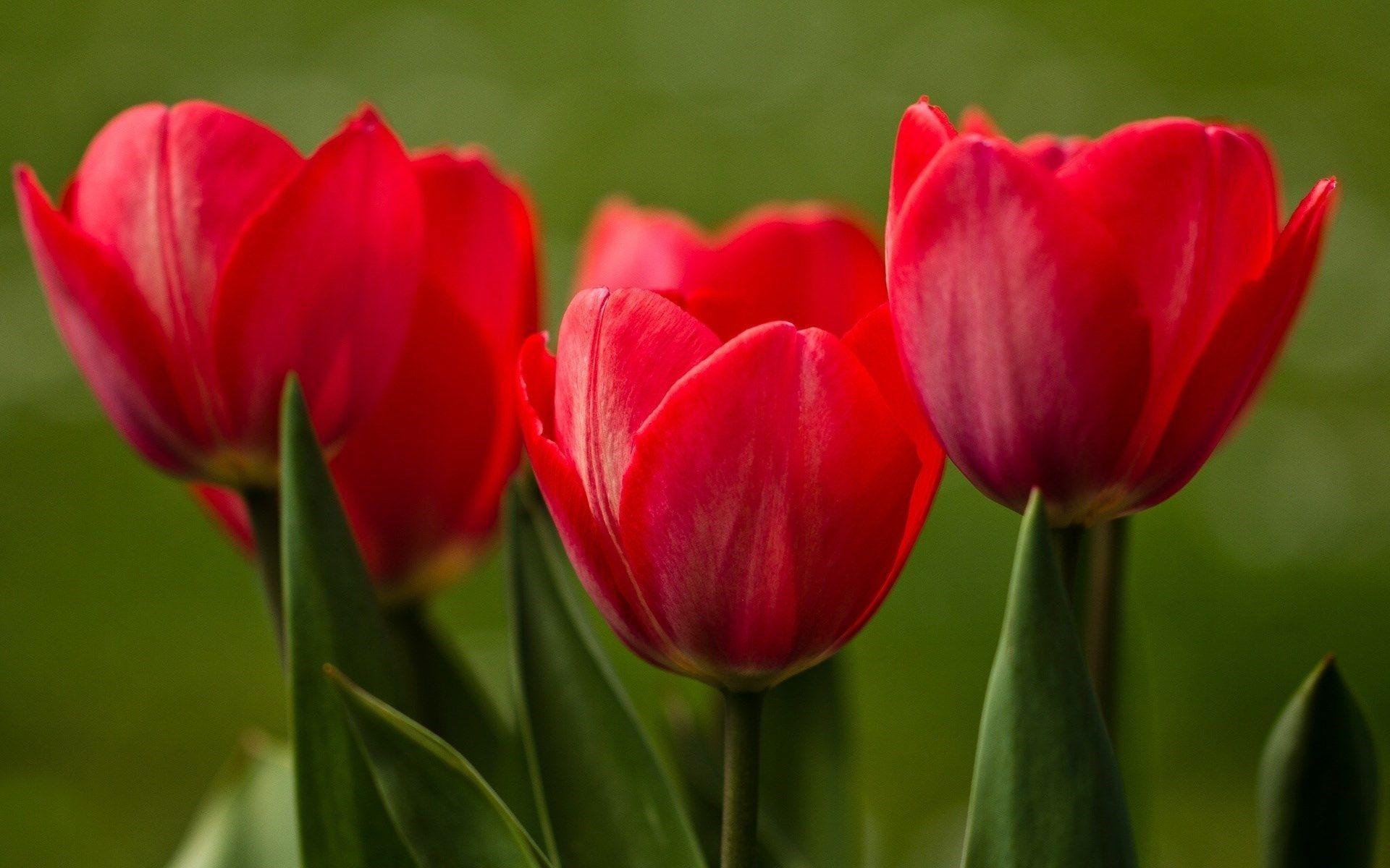 Red Tulip Wallpapers - Wallpaper Cave