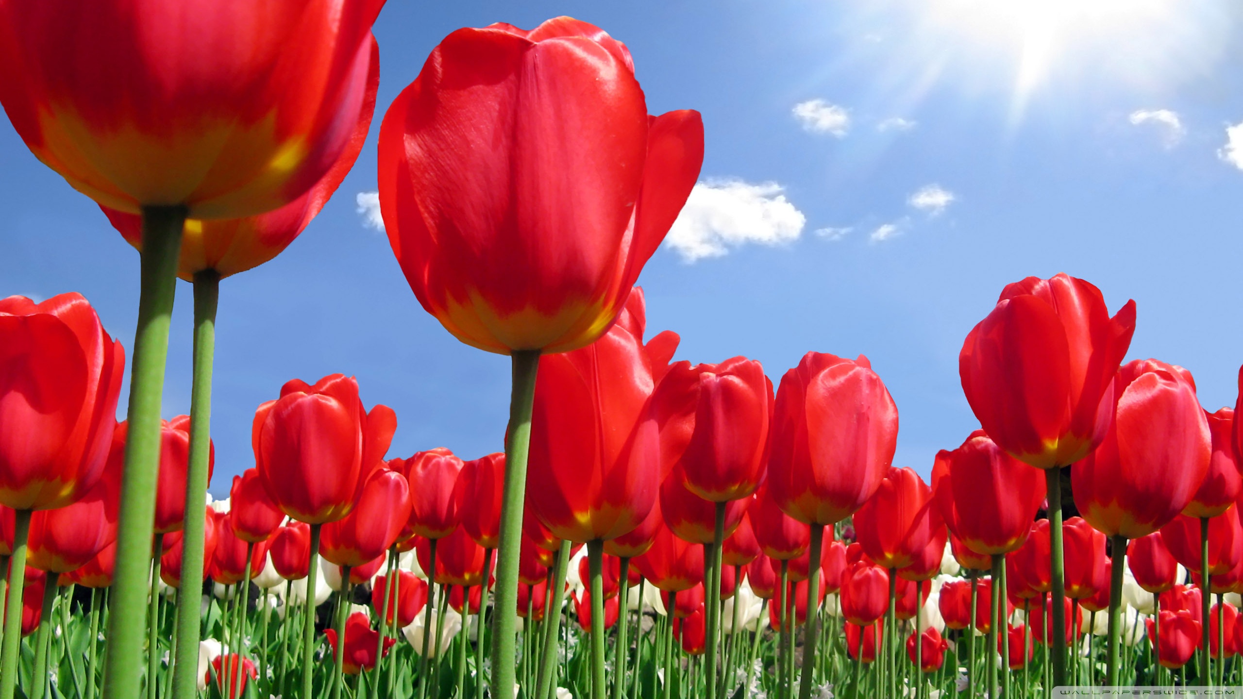 Red Tulips Field ❤ 4K HD Desktop Wallpaper for 4K Ultra HD TV ...