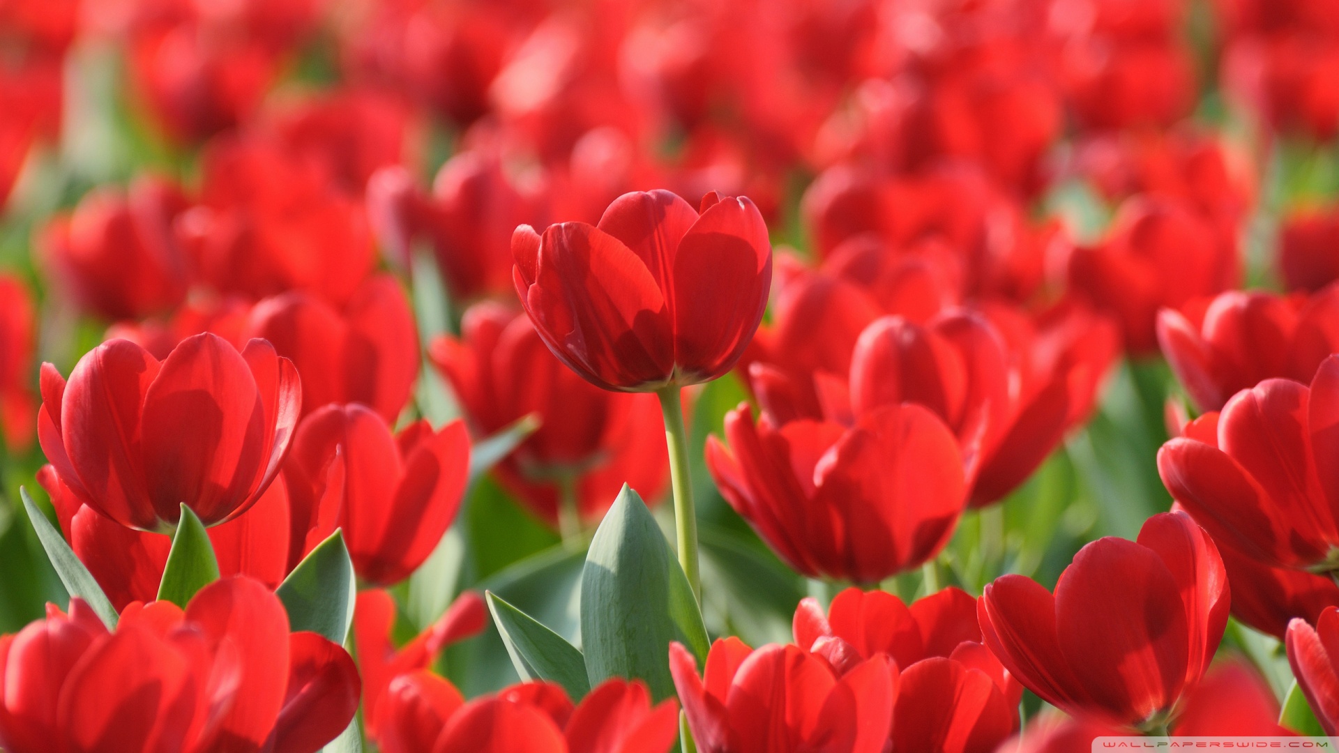 Download Field Of Red Tulips Wallpaper 1920x1080 | Wallpoper #449689