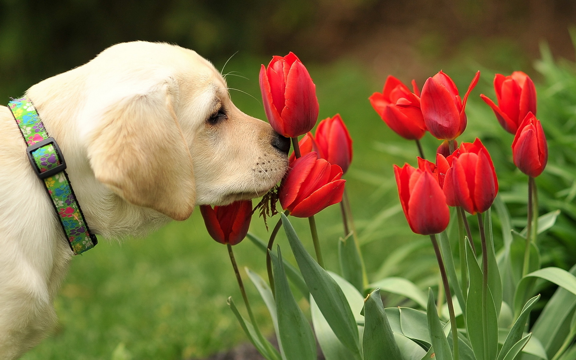 Dog and red tulips / 1920 x 1200 / Animals / Photography | MIRIADNA.COM
