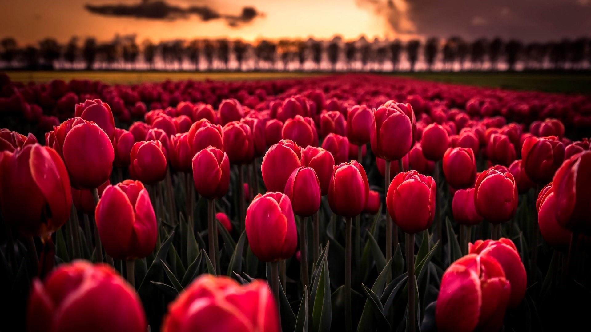 Red Tulips Wallpaper | Wallpaper Studio 10 | Tens of thousands HD ...