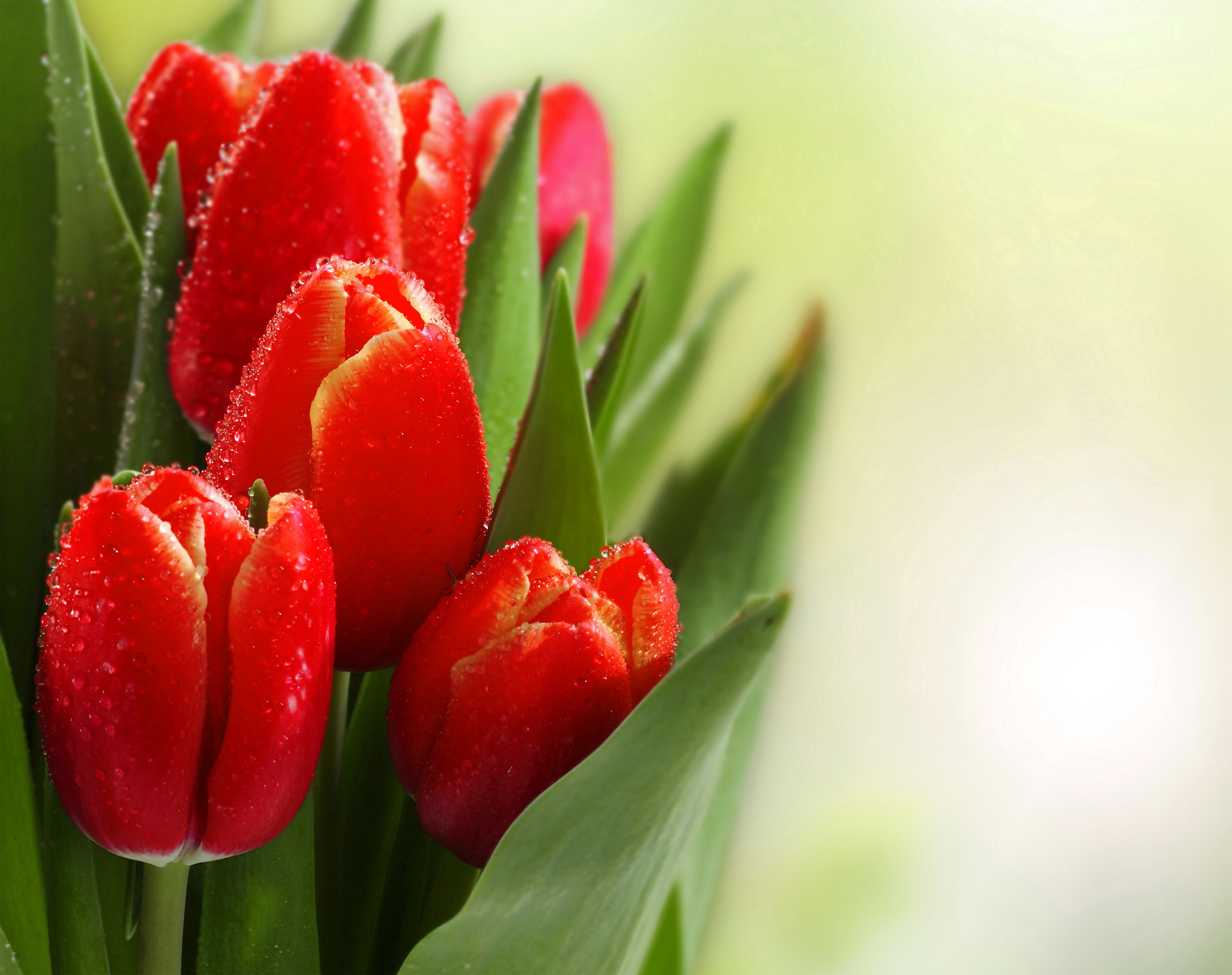 Beautiful Red Tulips Background | Gallery Yopriceville - High ...