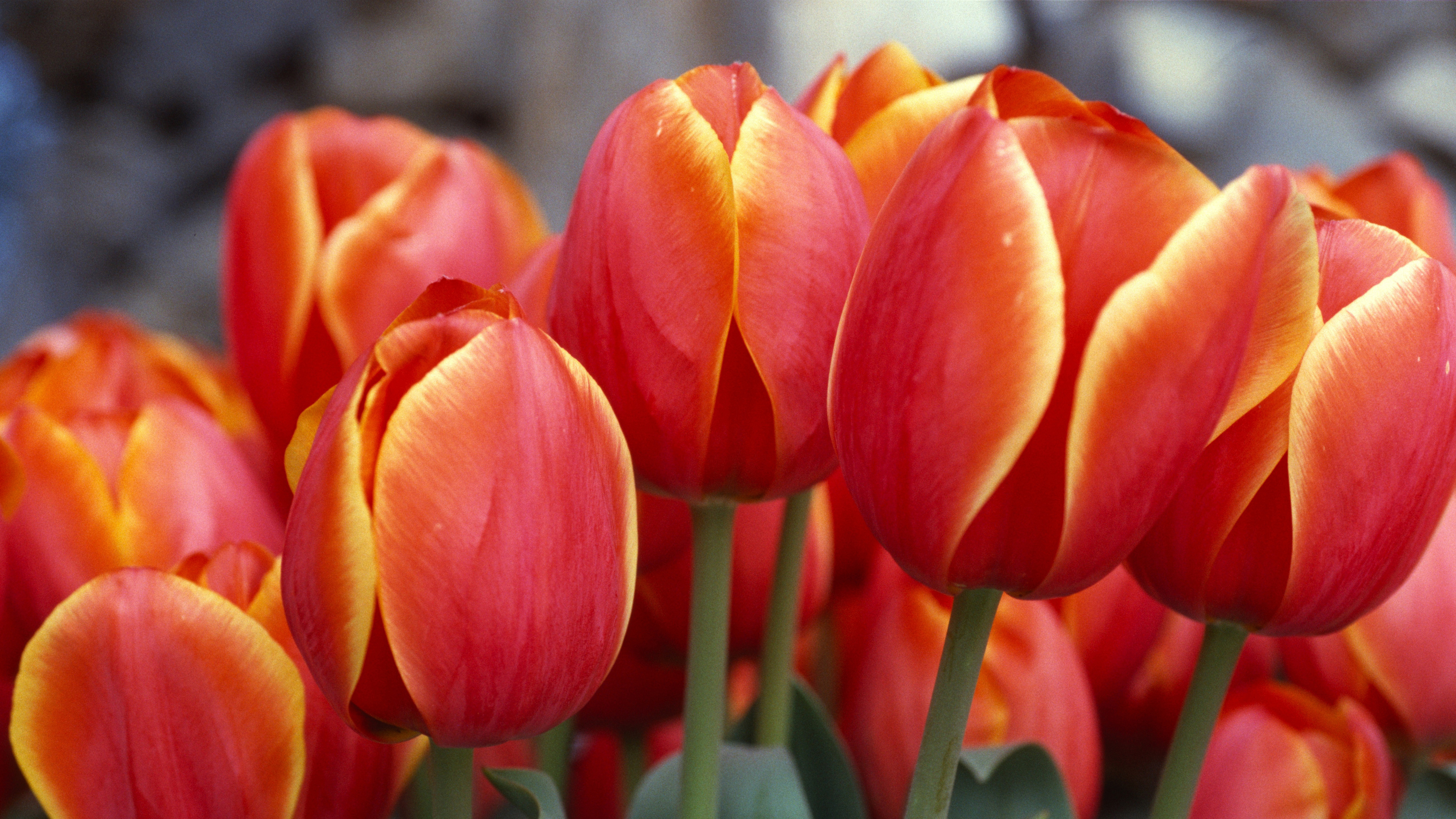 Wallpaper Red tulips, HD, 5K, Flowers, #3530