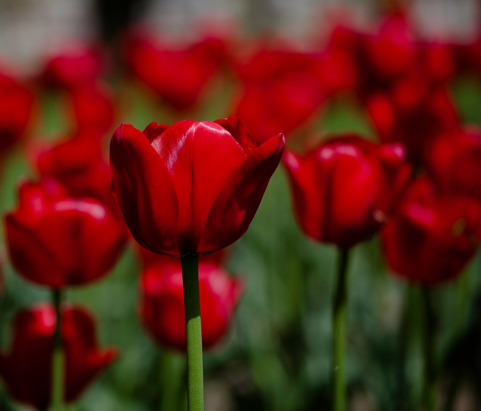 Dark Red Tulips Wallpaper HD Wallpaper | Flowers,art,beauty ...