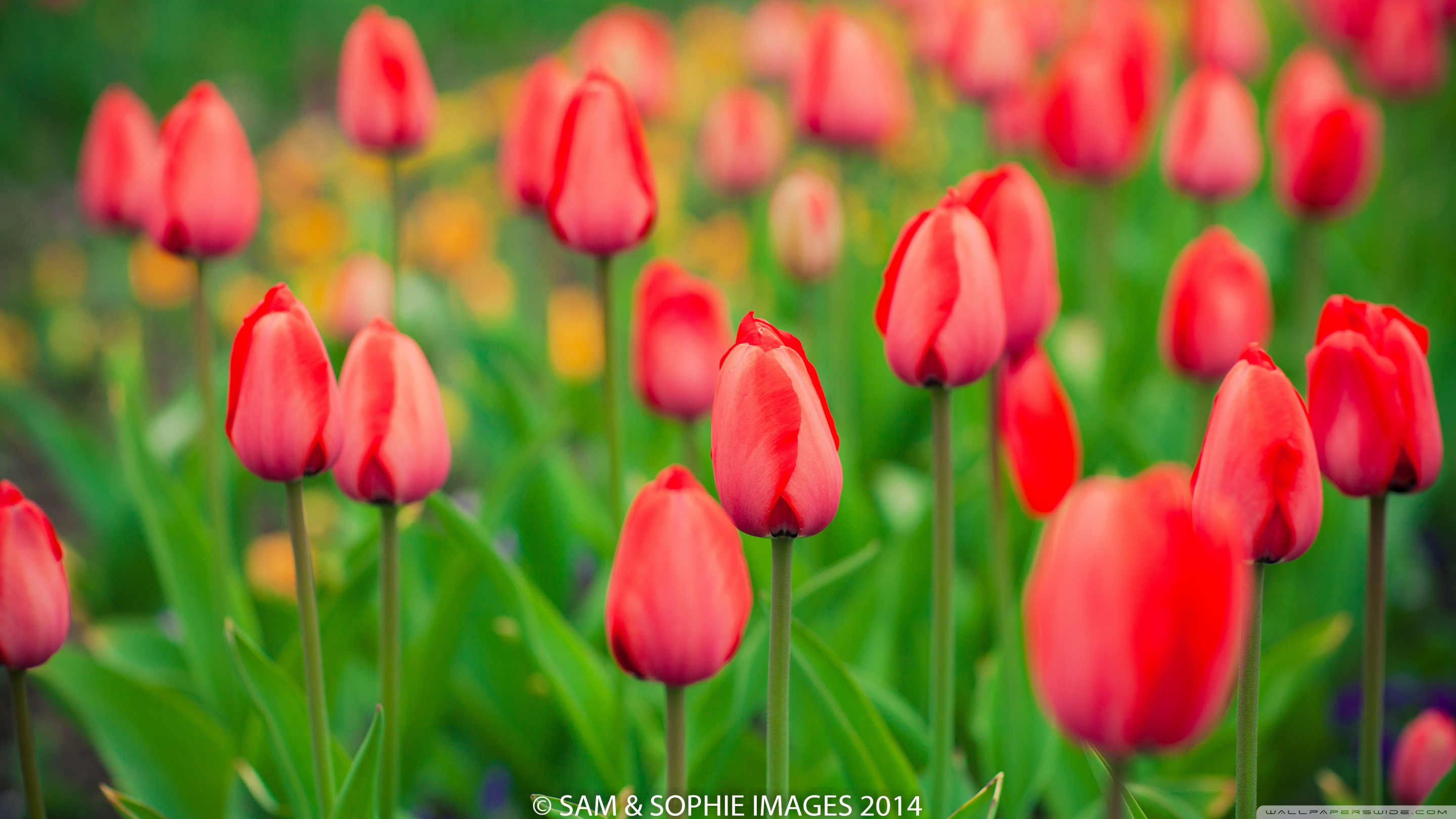 Red Tulips ❤ 4K HD Desktop Wallpaper for 4K Ultra HD TV • Dual ...
