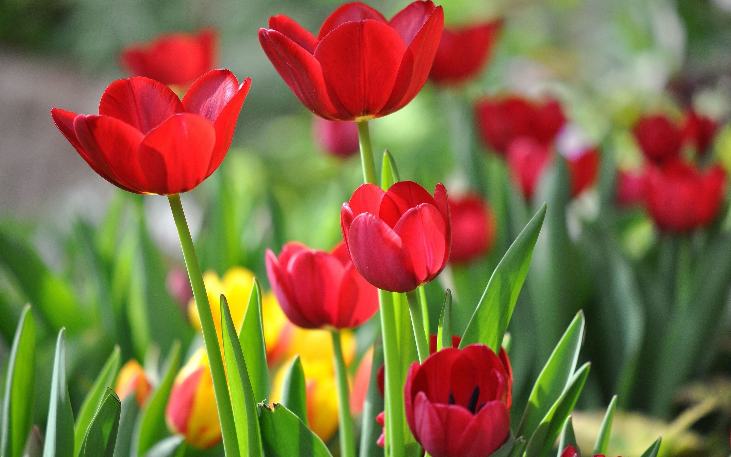Red tulips Wallpaper #32482