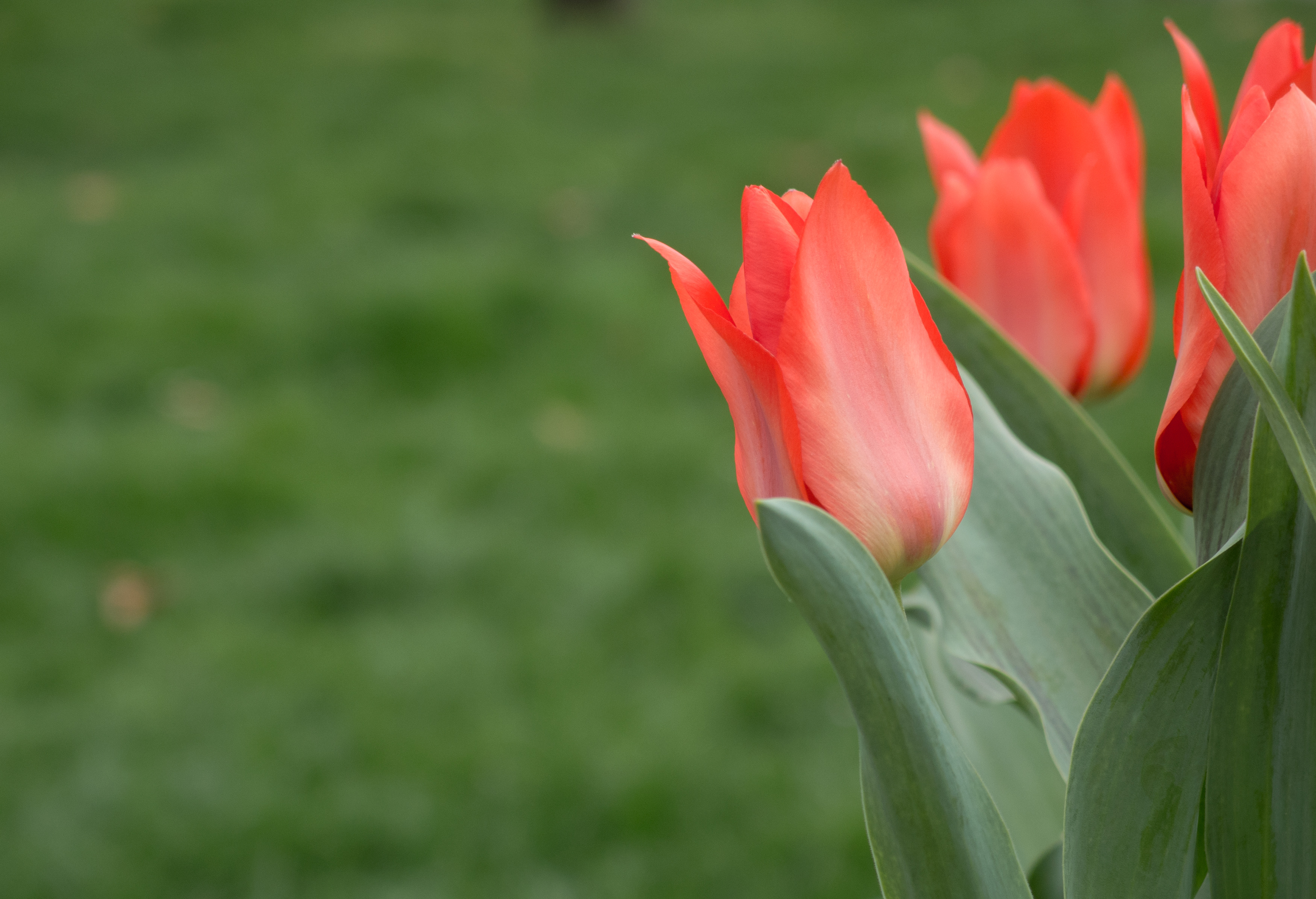 Free Image: Red Tulips On Green Background | Libreshot Public Domain ...