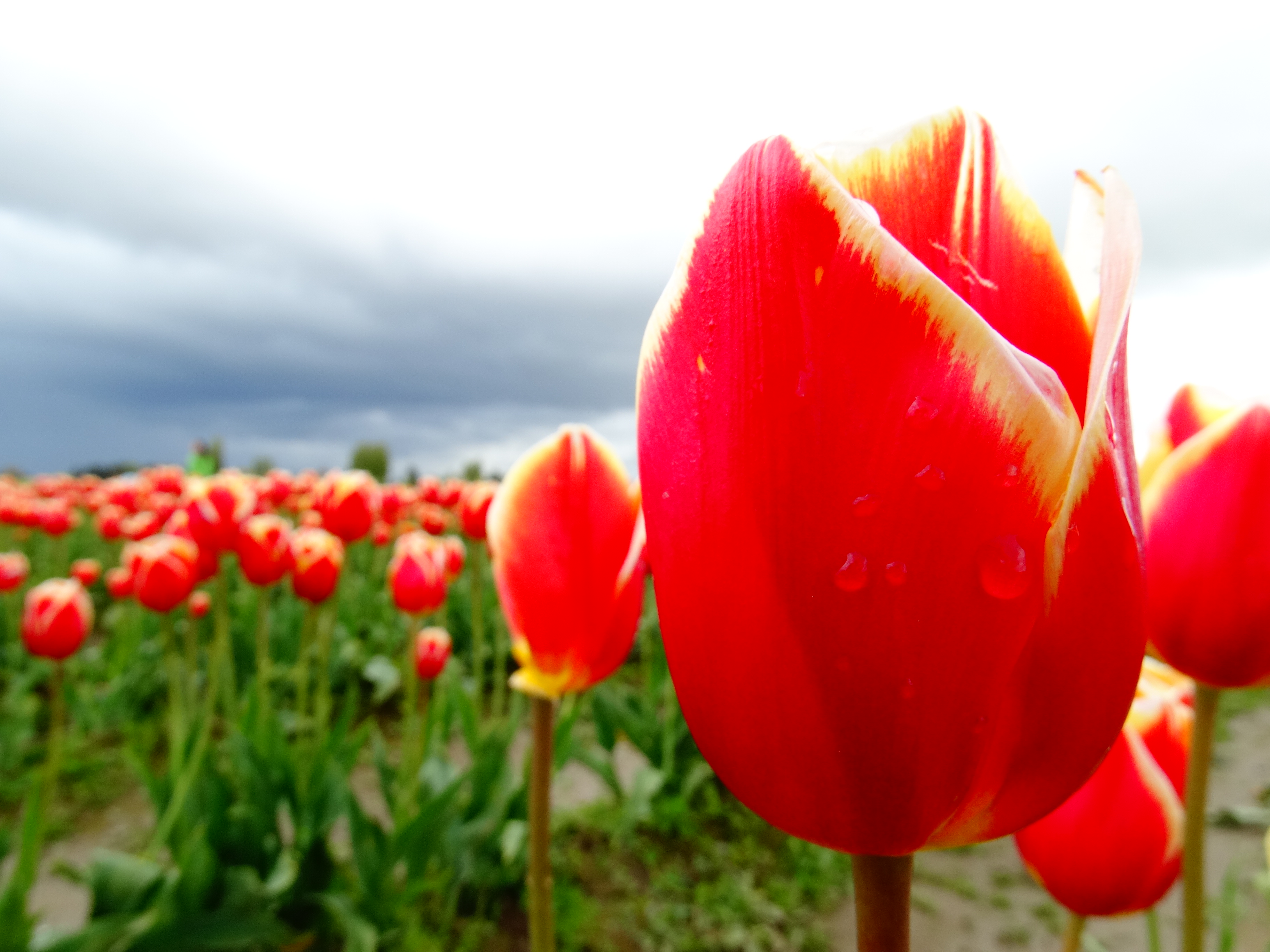 Fiery red tulips