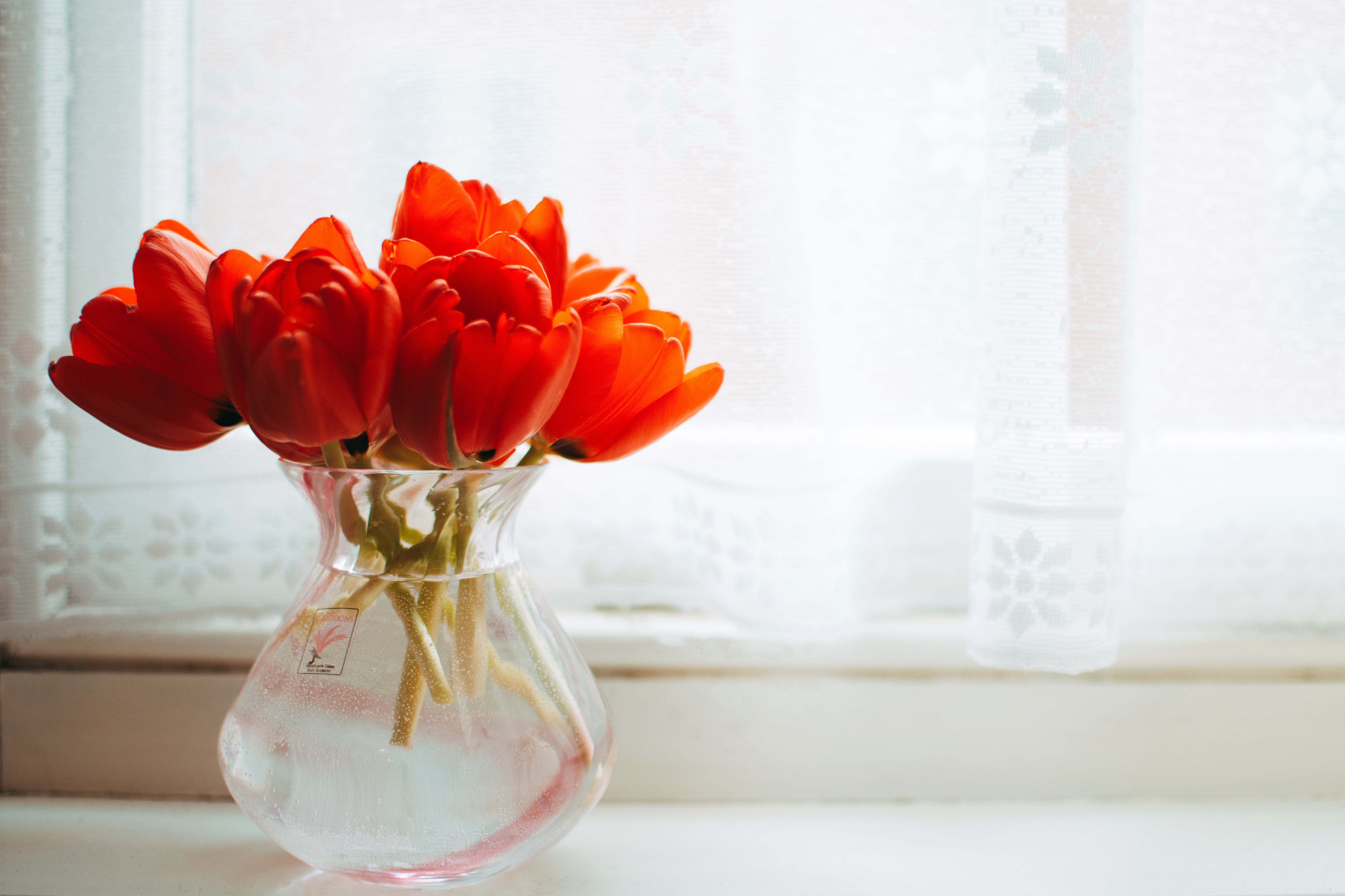 Red tulips in clear glass vase with water centerpiece near white curtain photo