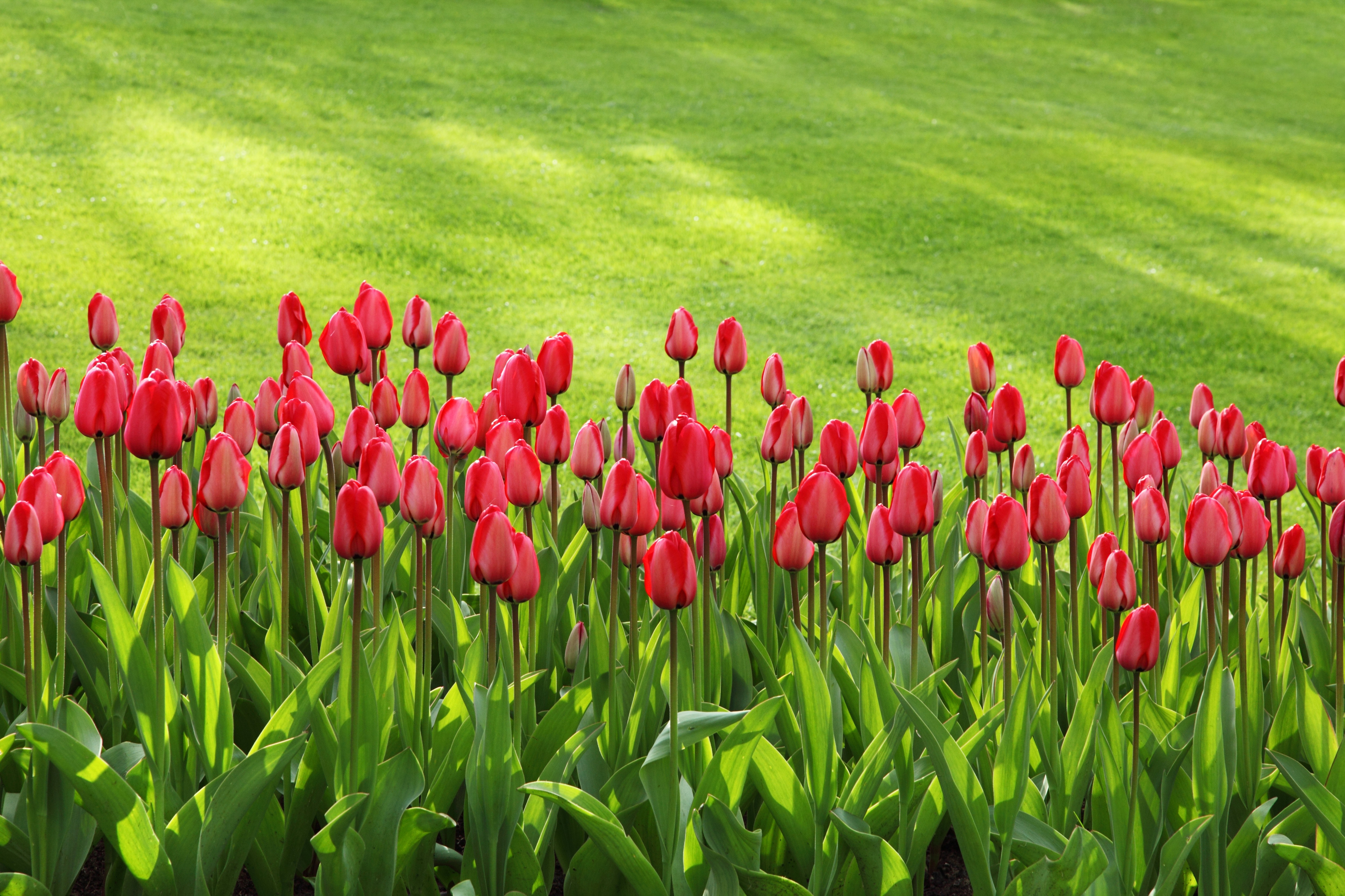Red tulips on green grass field photo