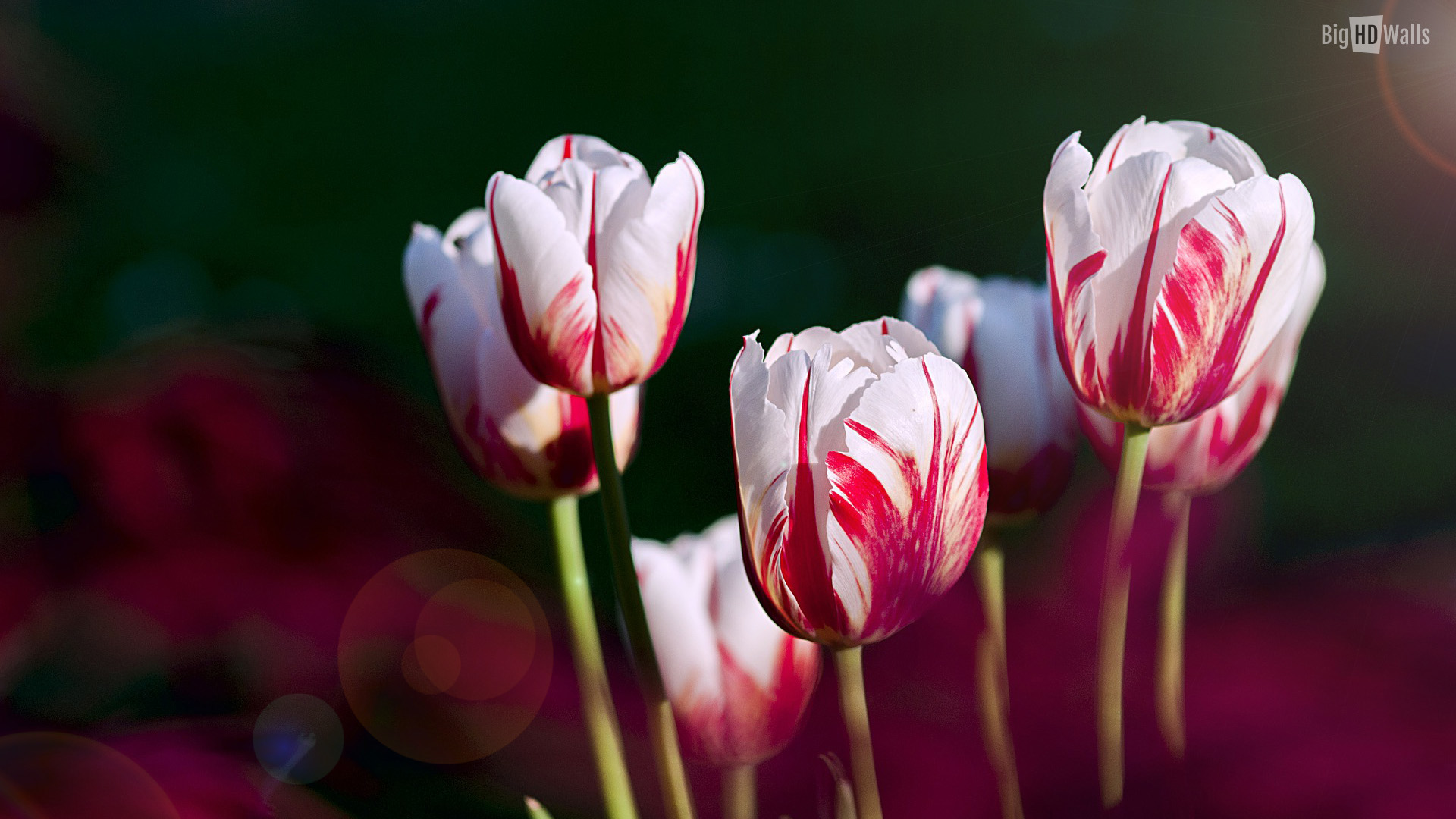 Red white tulips photo