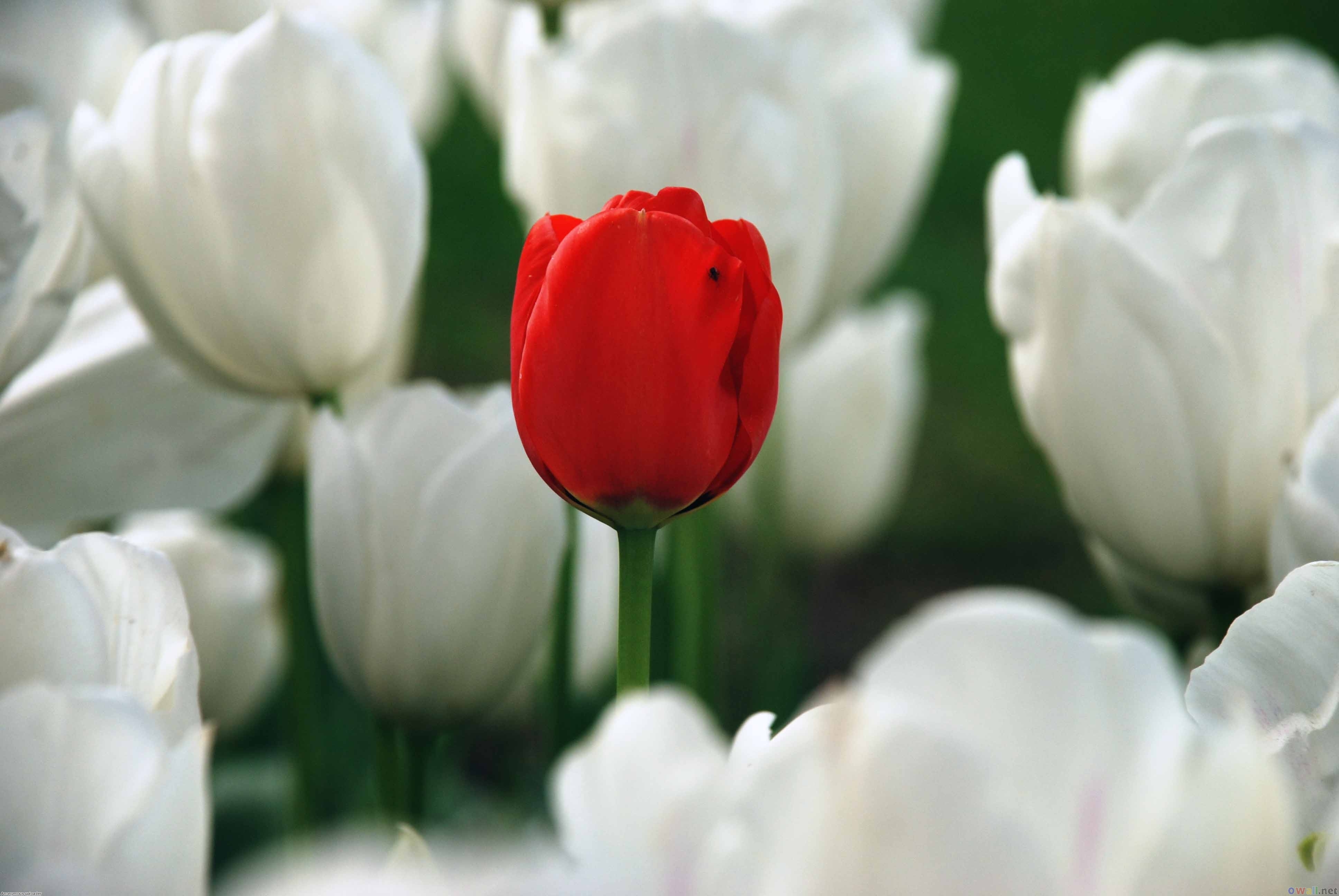 White and red tulips wallpaper #17462 - Open Walls