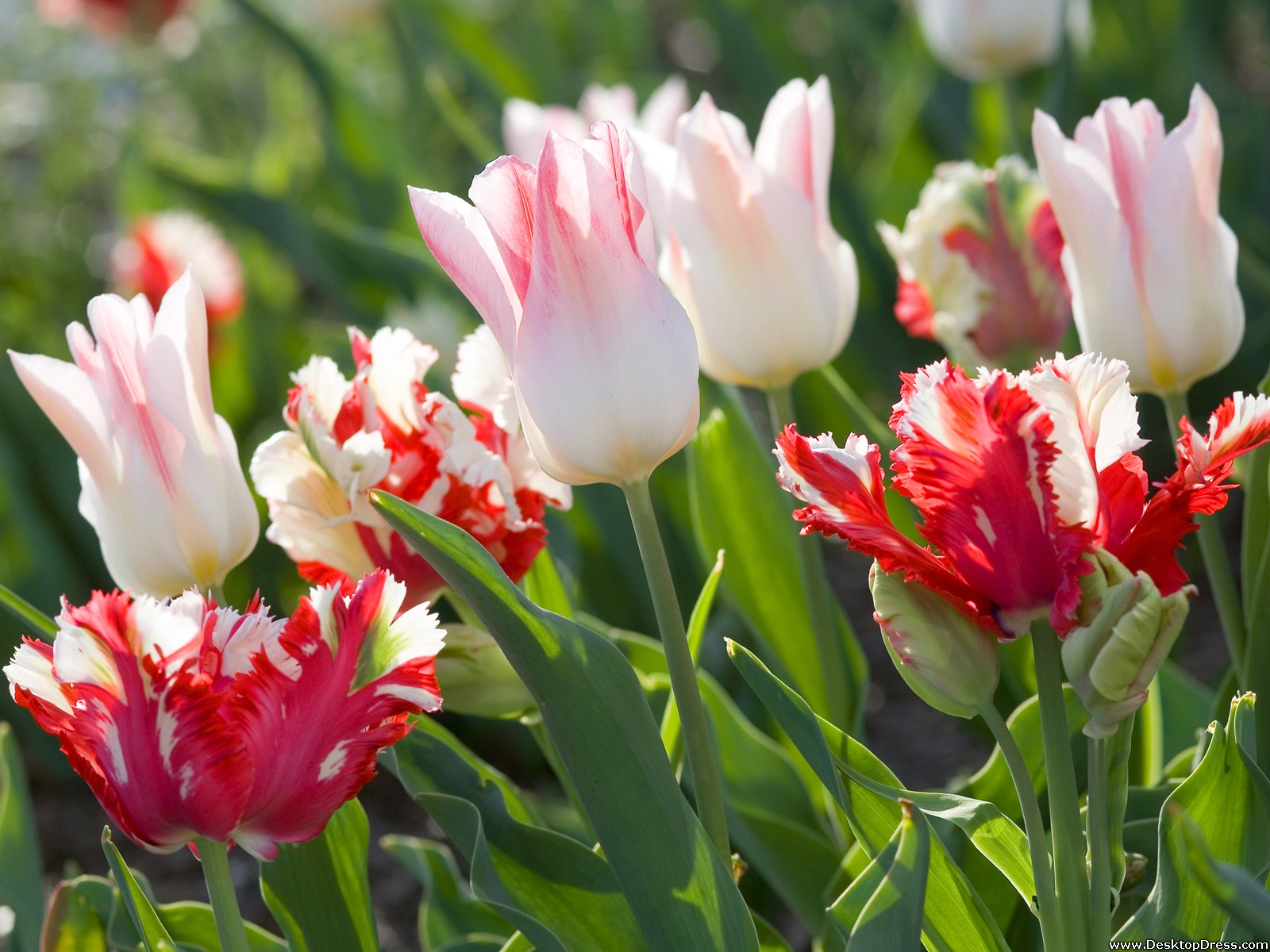 Desktop Wallpapers » Flowers Backgrounds » White and Red Tulips ...