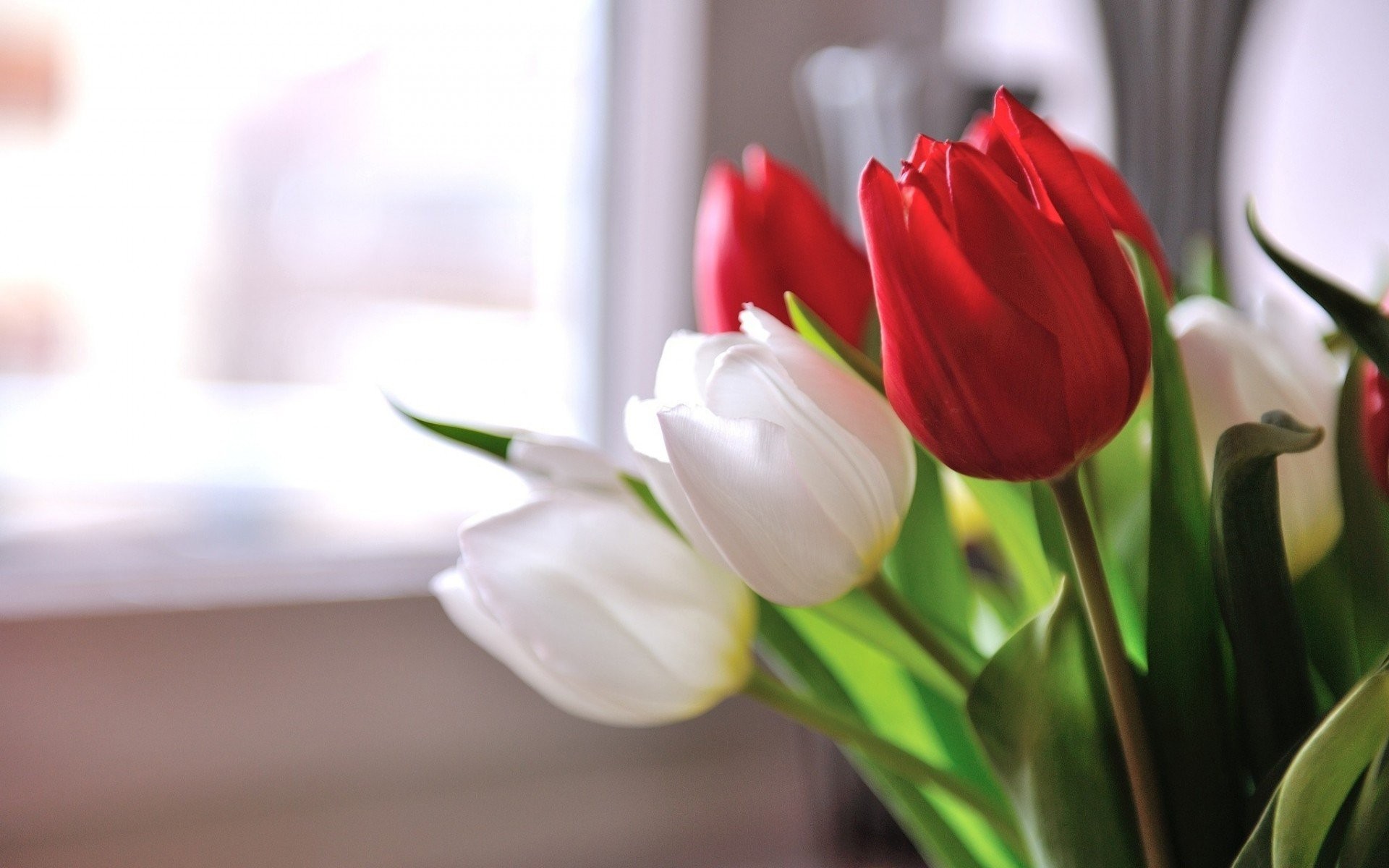 Flowers: Flowers Red White Tulips Nature Images Mobile for HD 16:9 ...