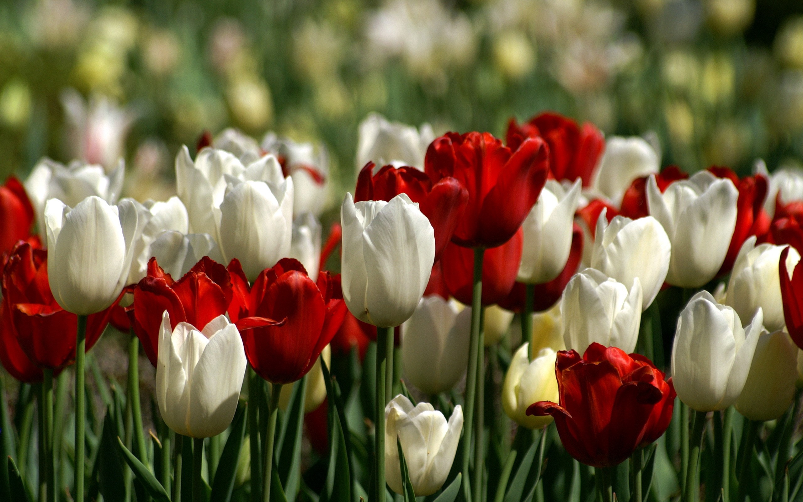 Flowers: Red White Tulips Gotowall Nature Flower Tulip Photos for HD ...