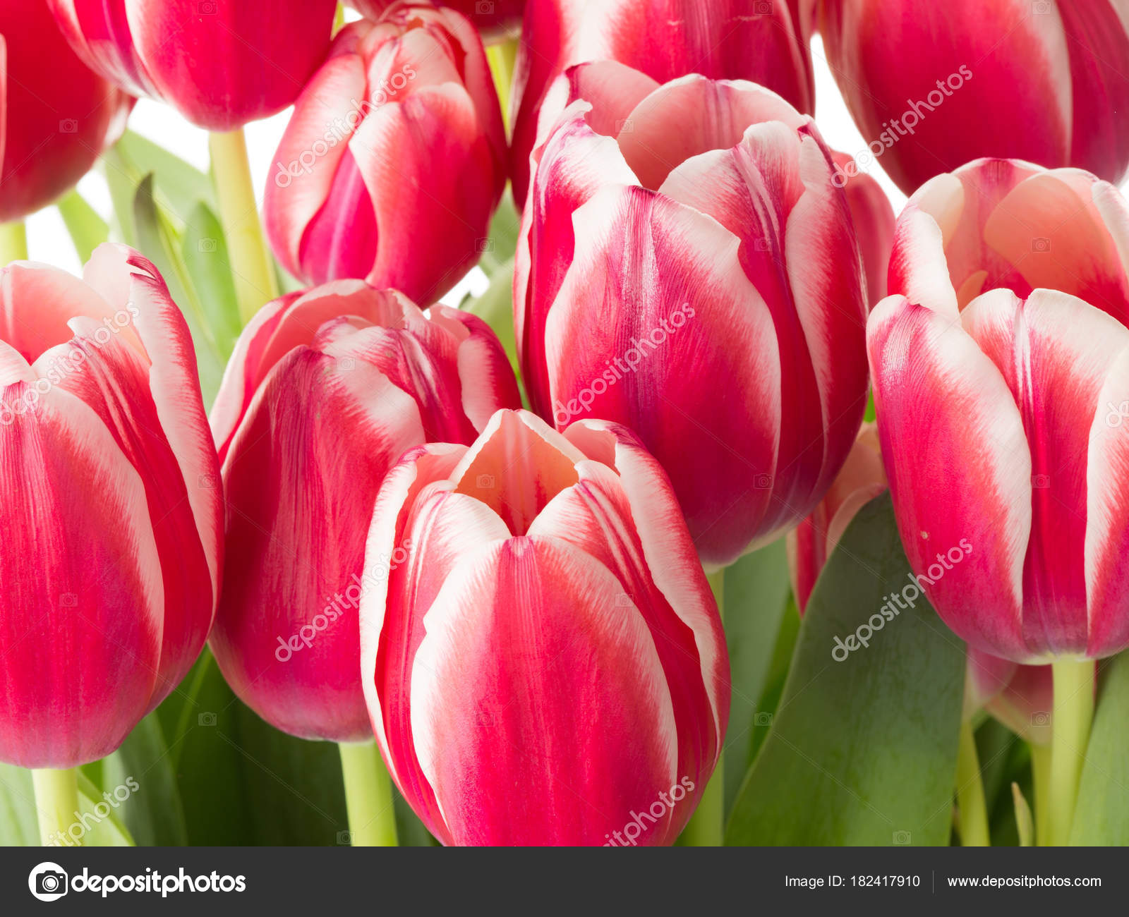 red-white tulips — Stock Photo © andreevaee #182417910