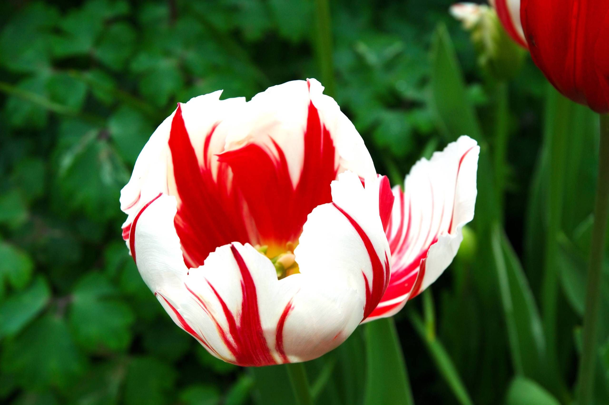 Red and White Tulips Wallpaper8 | Flower | Pinterest | Wallpaper