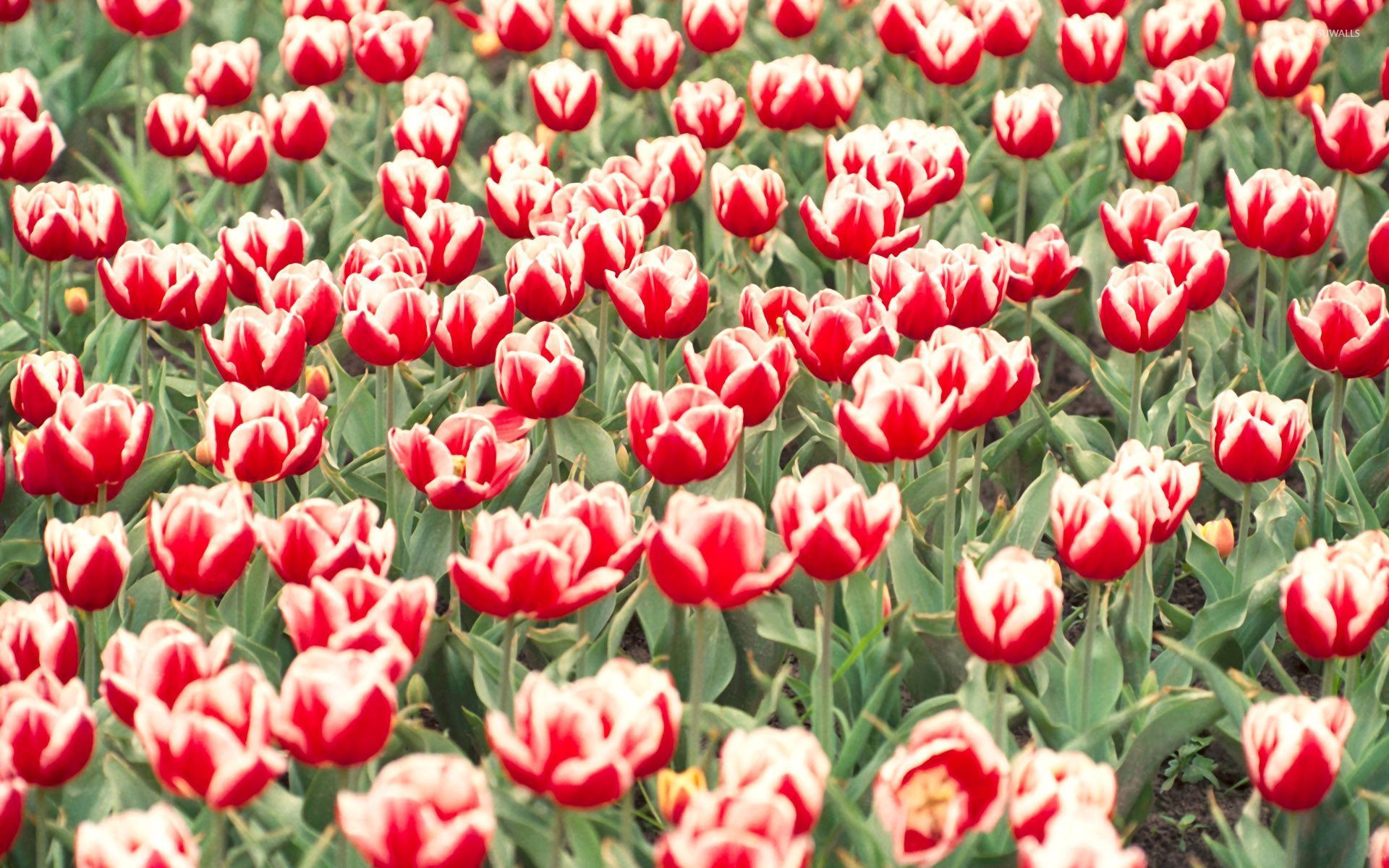 Red and white tulips on the field wallpaper - Flower wallpapers - #54209