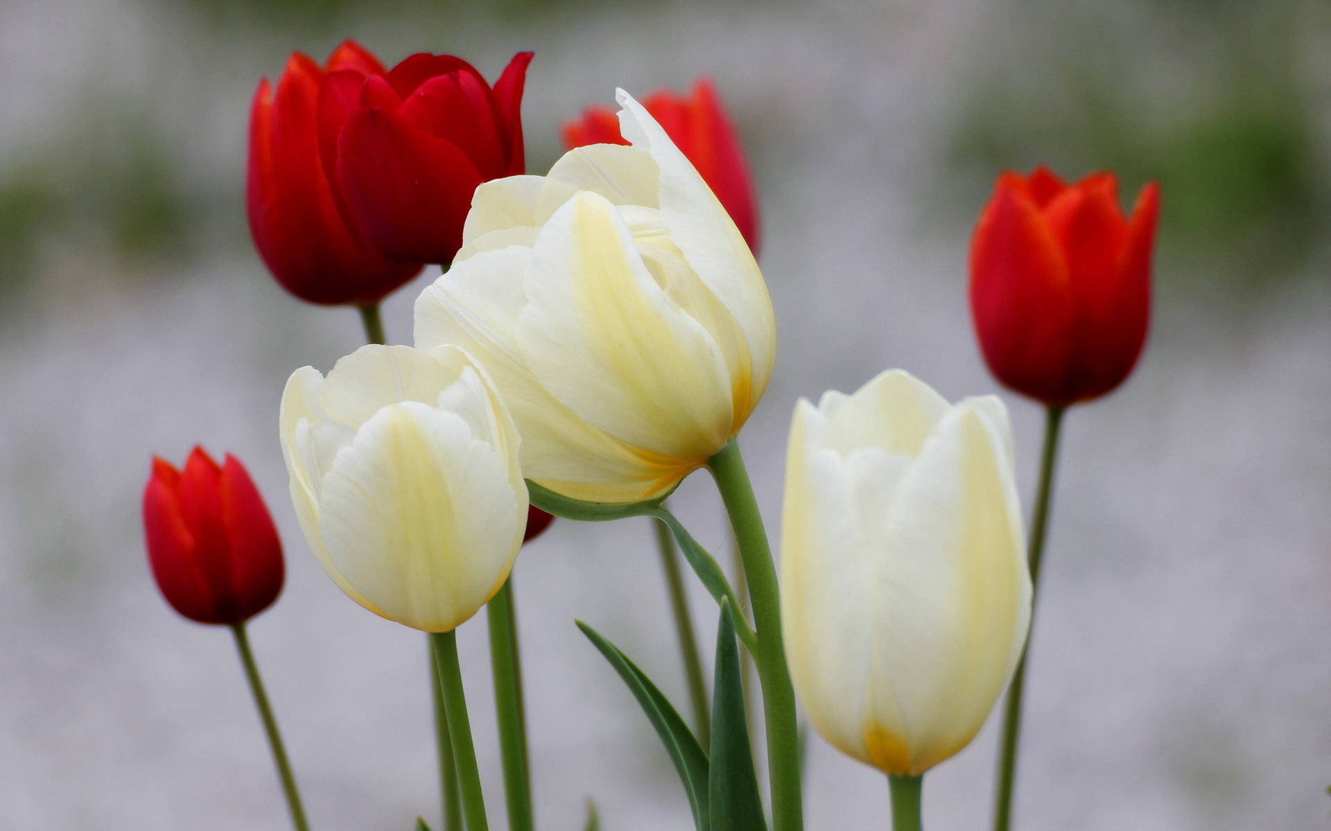 Pictures Red White Tulips Flowers