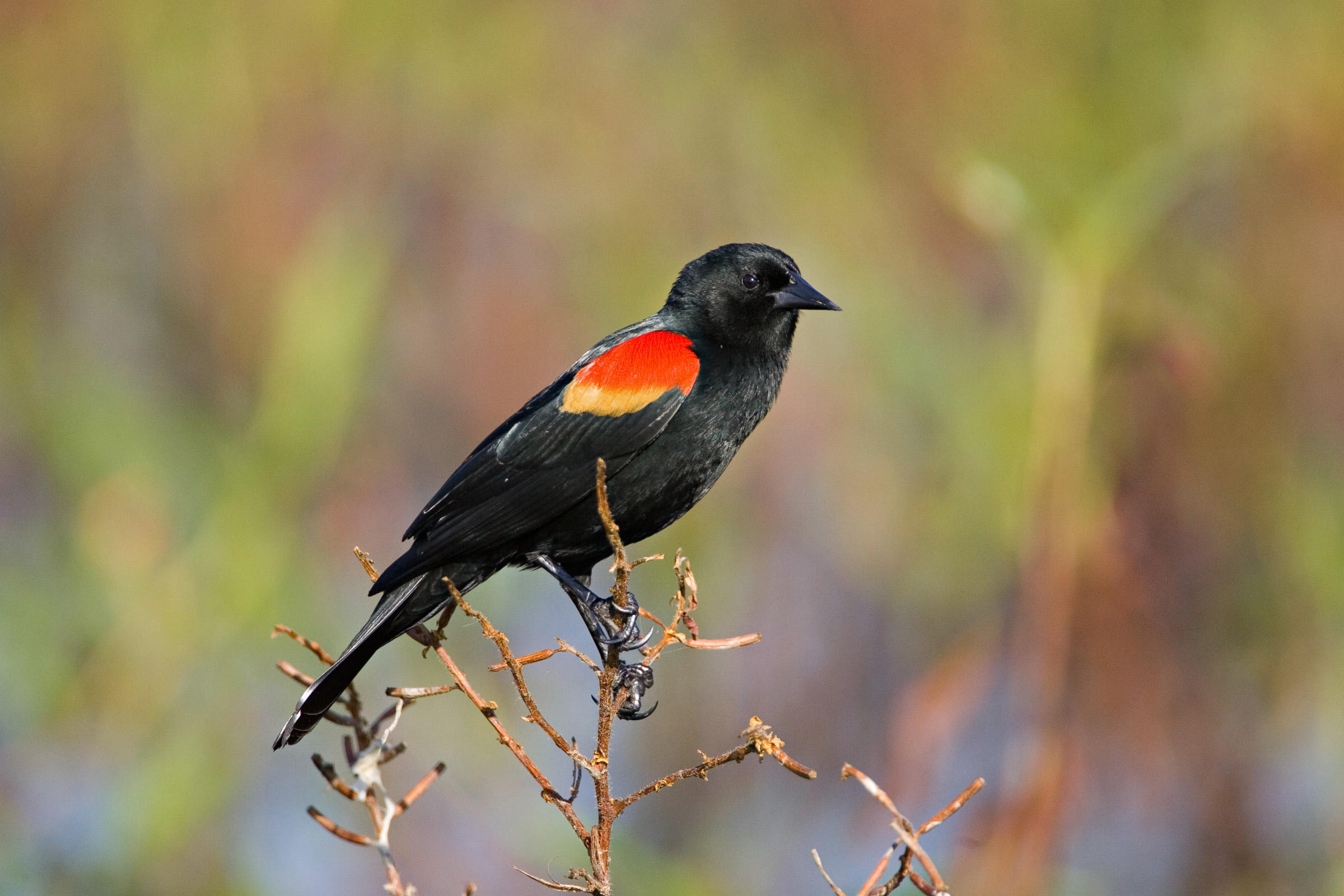 Red-winged Blackbird | Audubon Field Guide