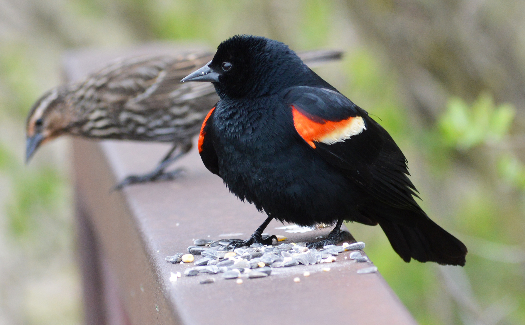Red Winged Blackbird | Birds of Pennsylvania