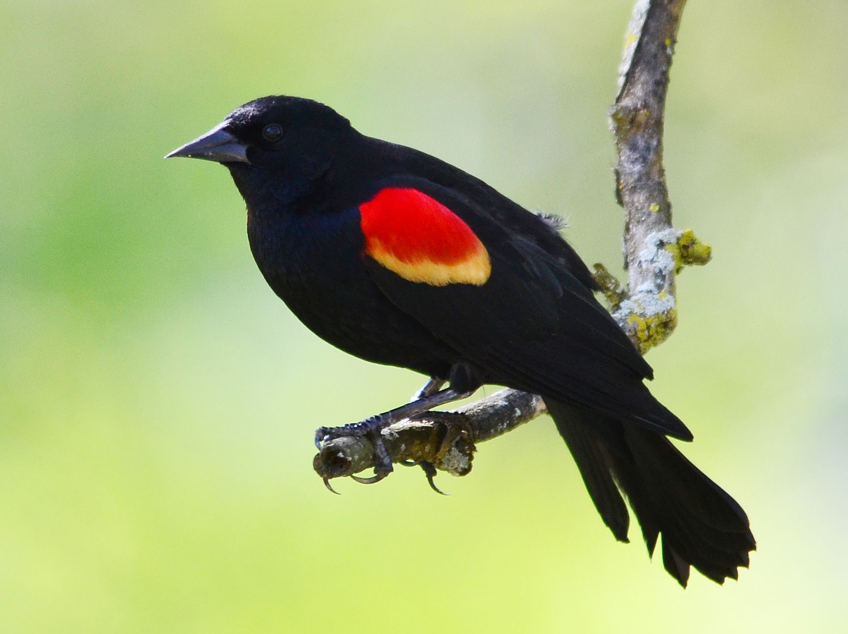 Red Winged Blackbird | My Birding Photos | 