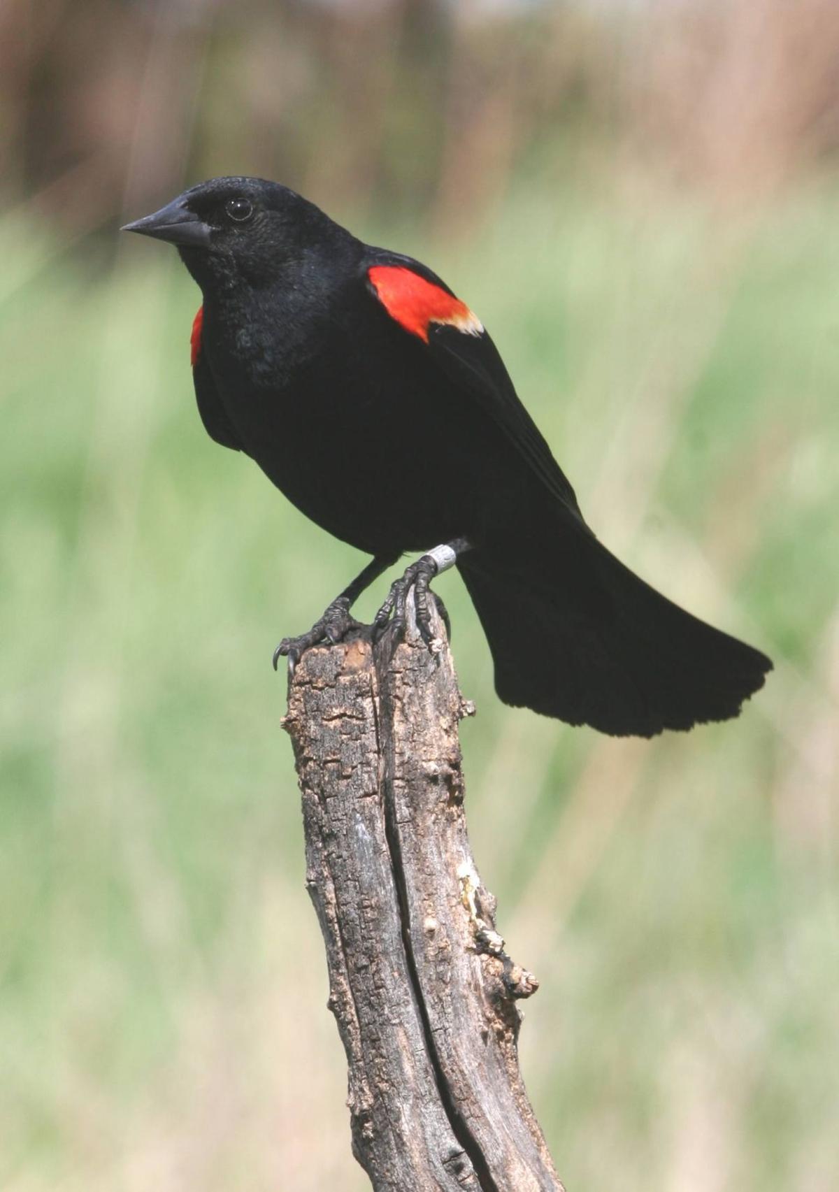 Secret Lives of the red-winged Blackbird | Outdoors | journalstar.com