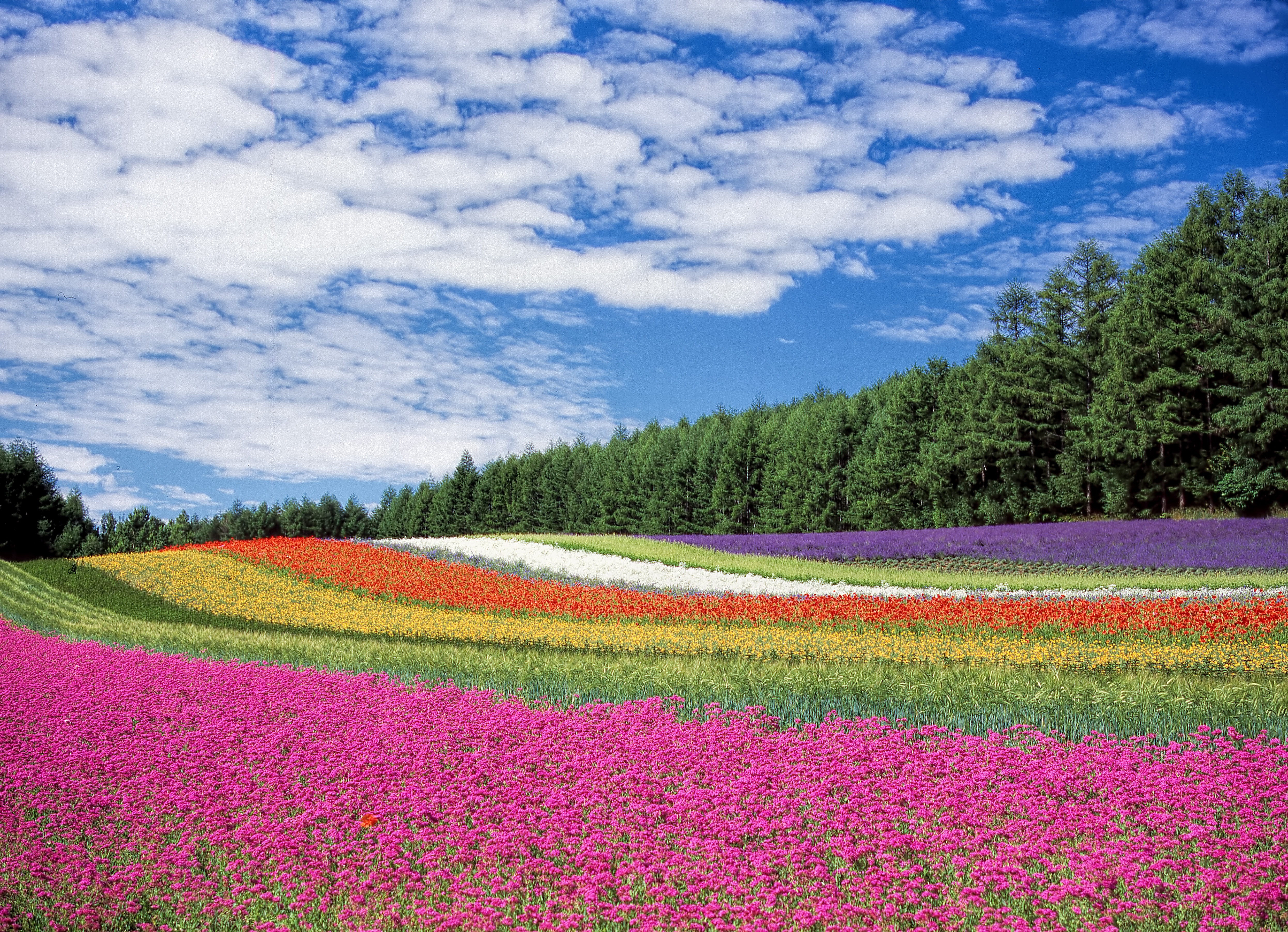 Red yellow and orange flower field photo