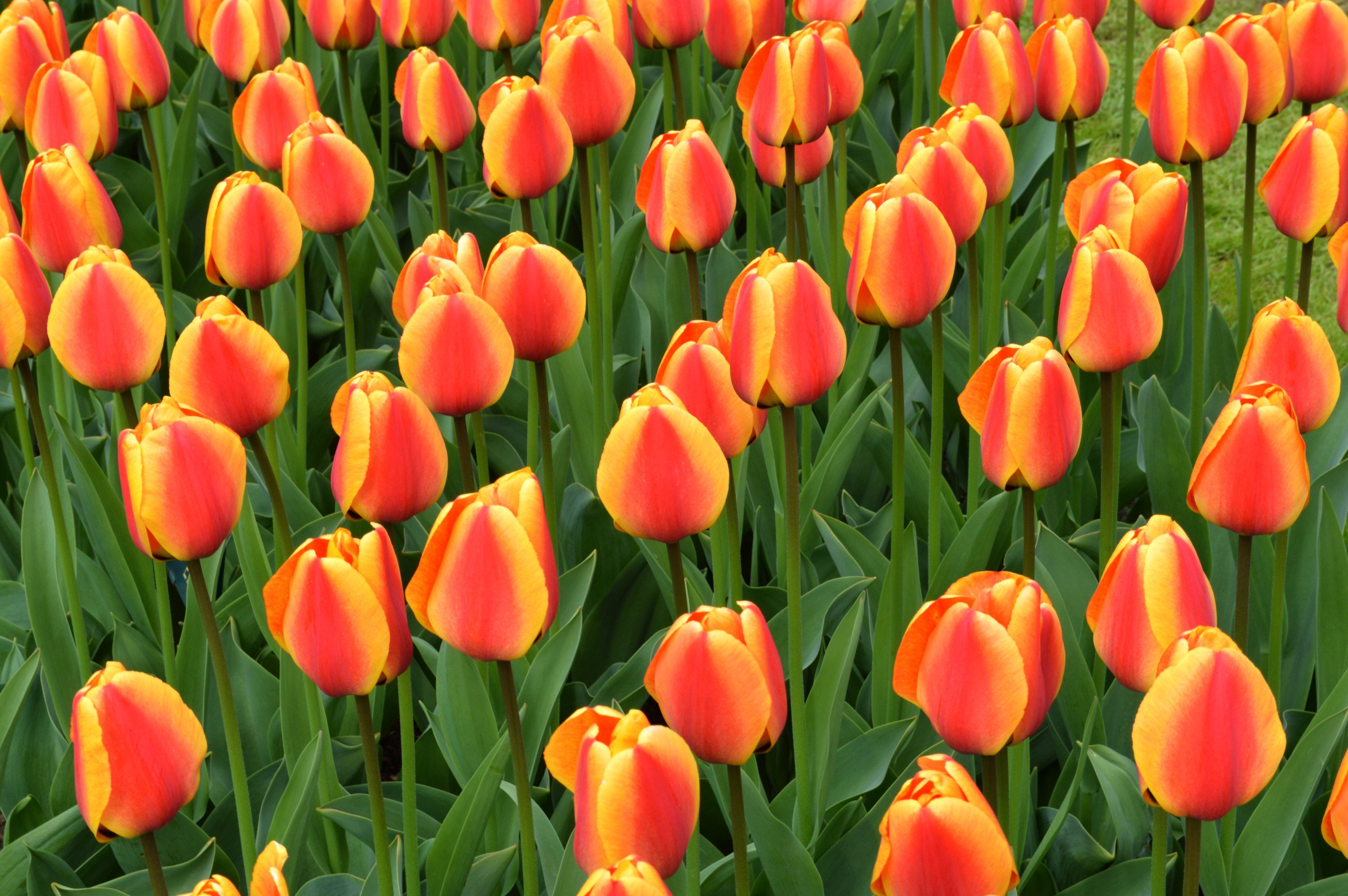 Red yellow tulips photo