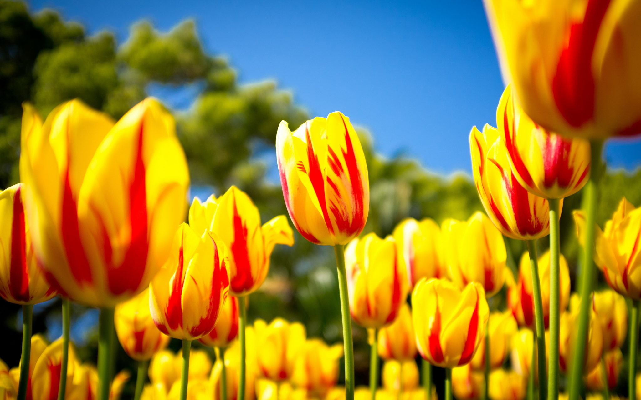 7012338-red-yellow-tulips | Wisconsin Parkinson Association