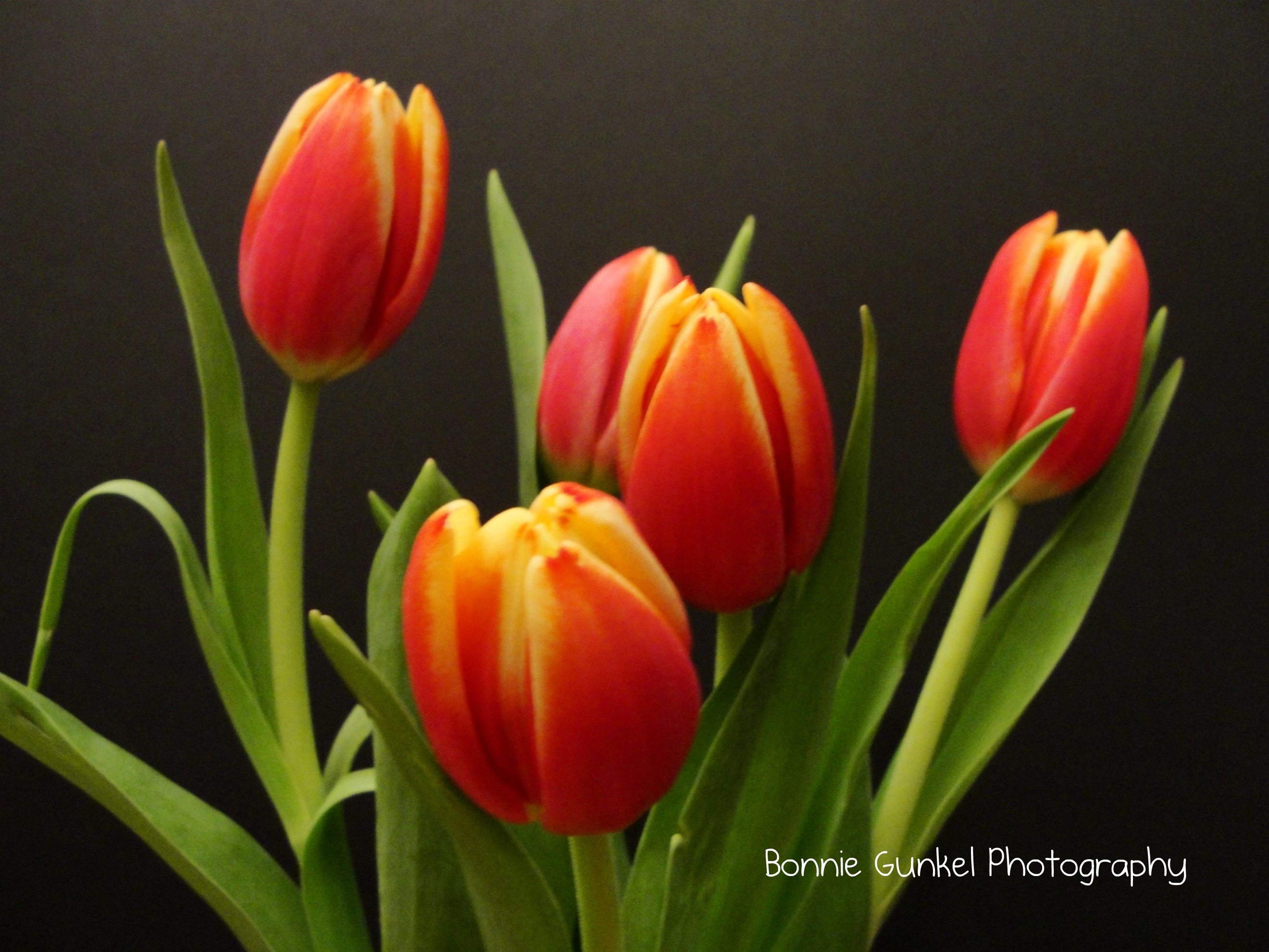red and yellow tulips | All I've Got is a Photograph...
