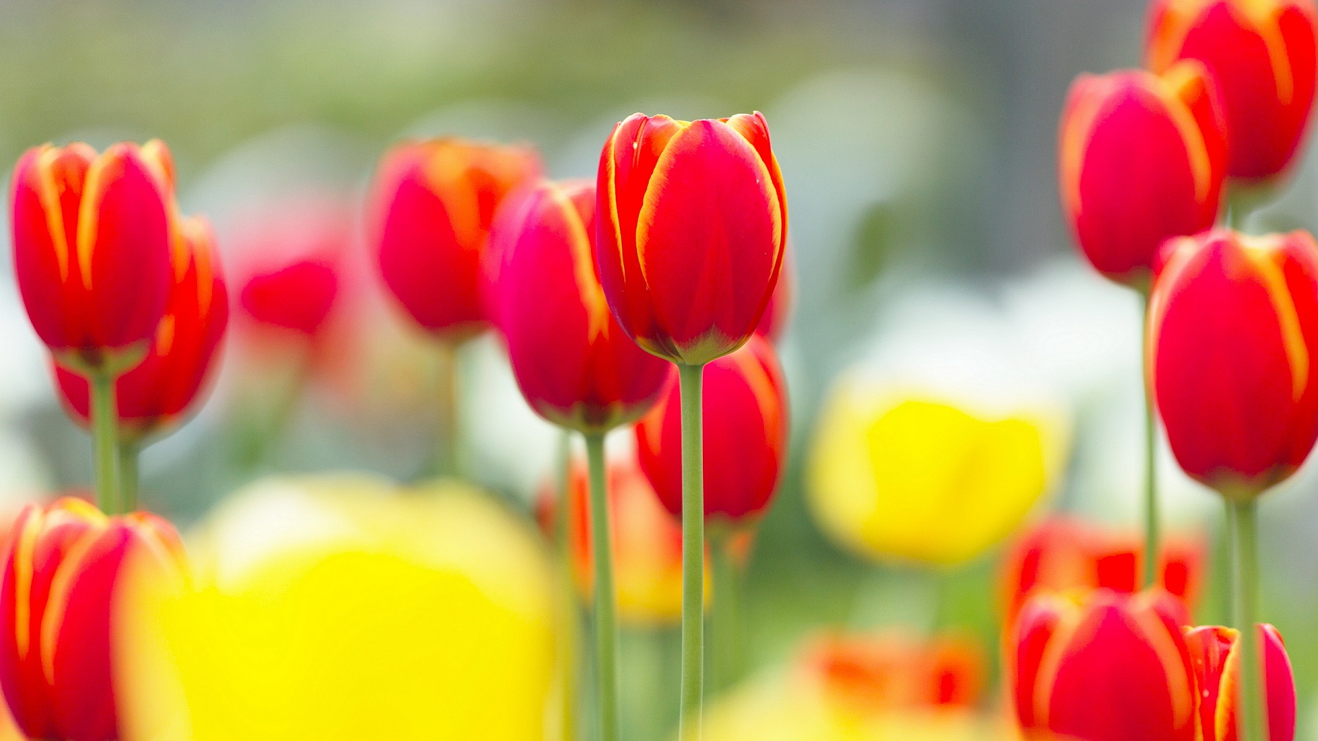 Red And Yellow Tulips HD Wallpaper, Background Images