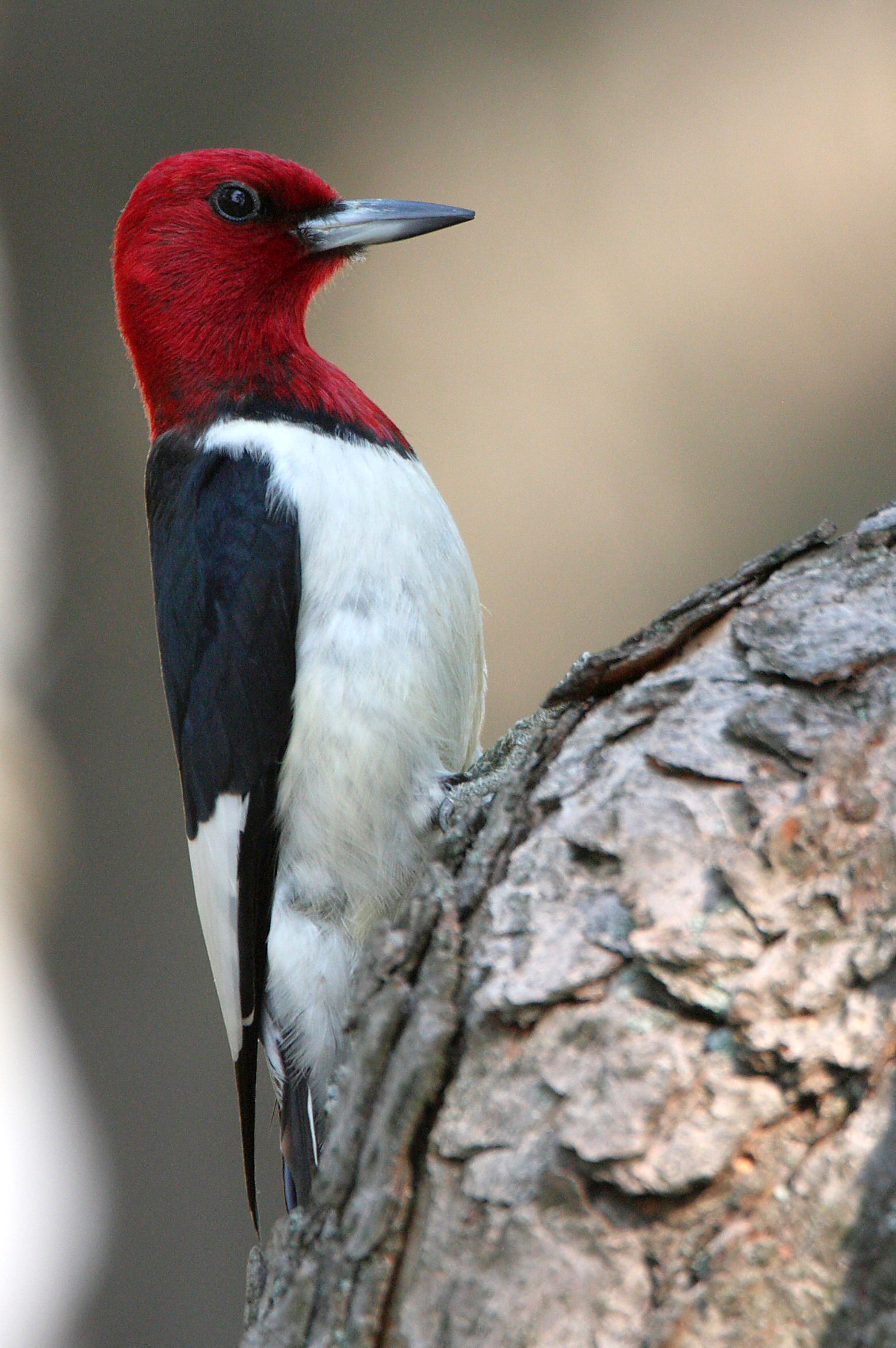 Red-headed Woodpecker - Charismatic Clown of the Woods ...