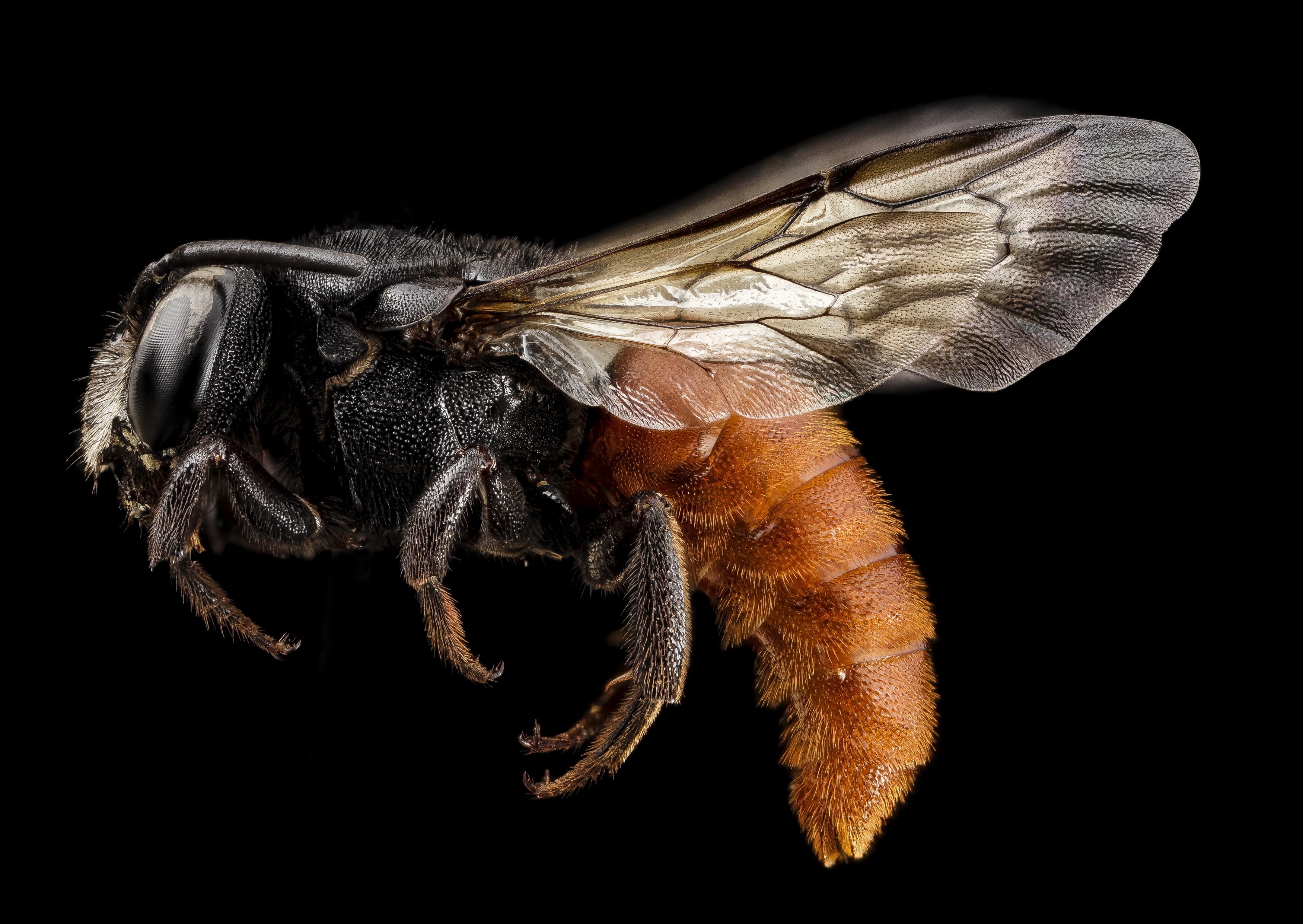 Redtail Bee, Animal, Bee, Fly, Insect, HQ Photo