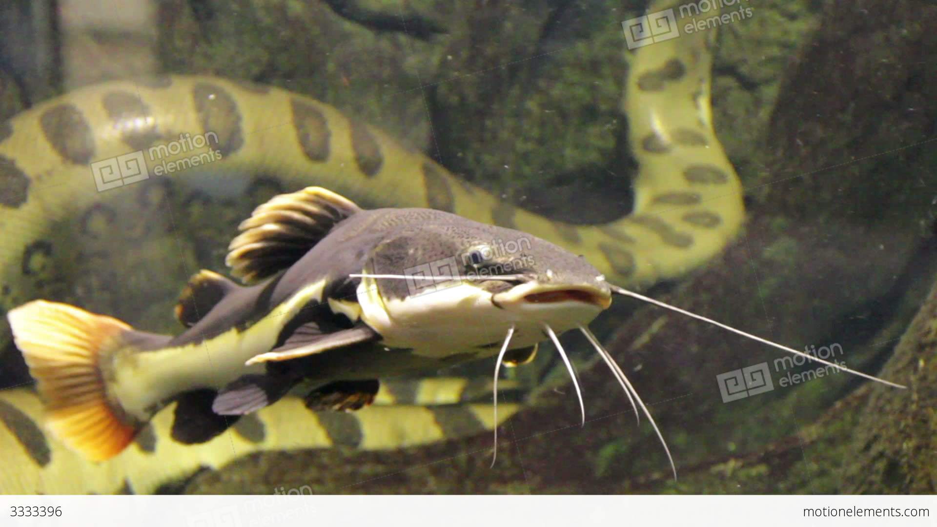 Redtail Catfish (Phractocephalus Hemioliopterus) Stock video footage ...