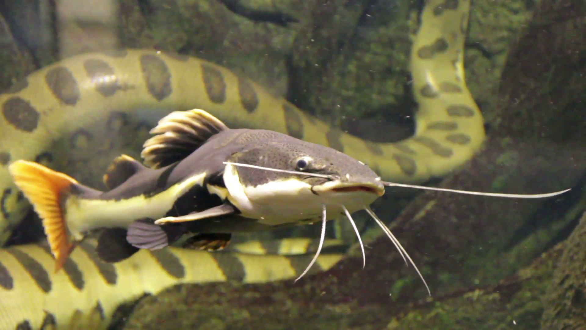 Redtail Catfish. 
