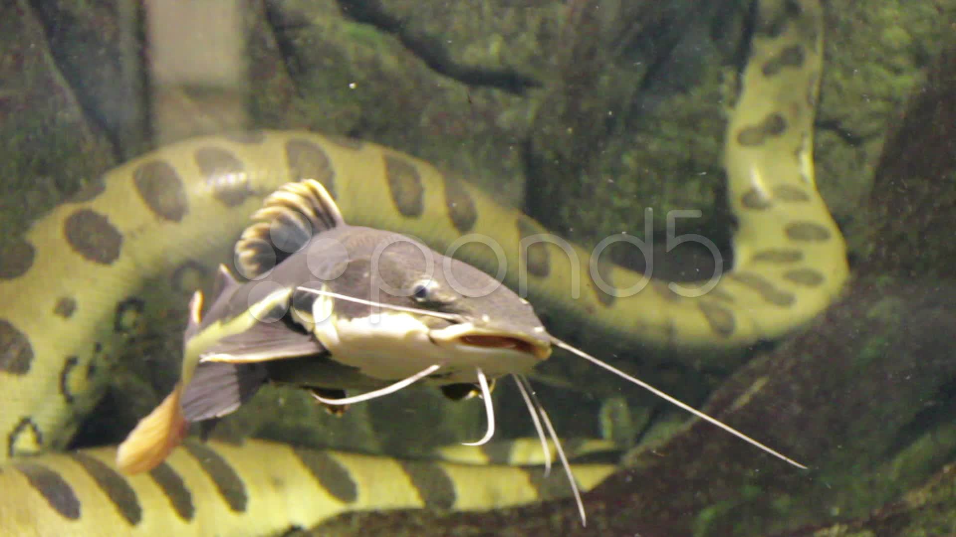 Redtail catfish (Phractocephalus hemioliopterus) ~ Clip #20634482