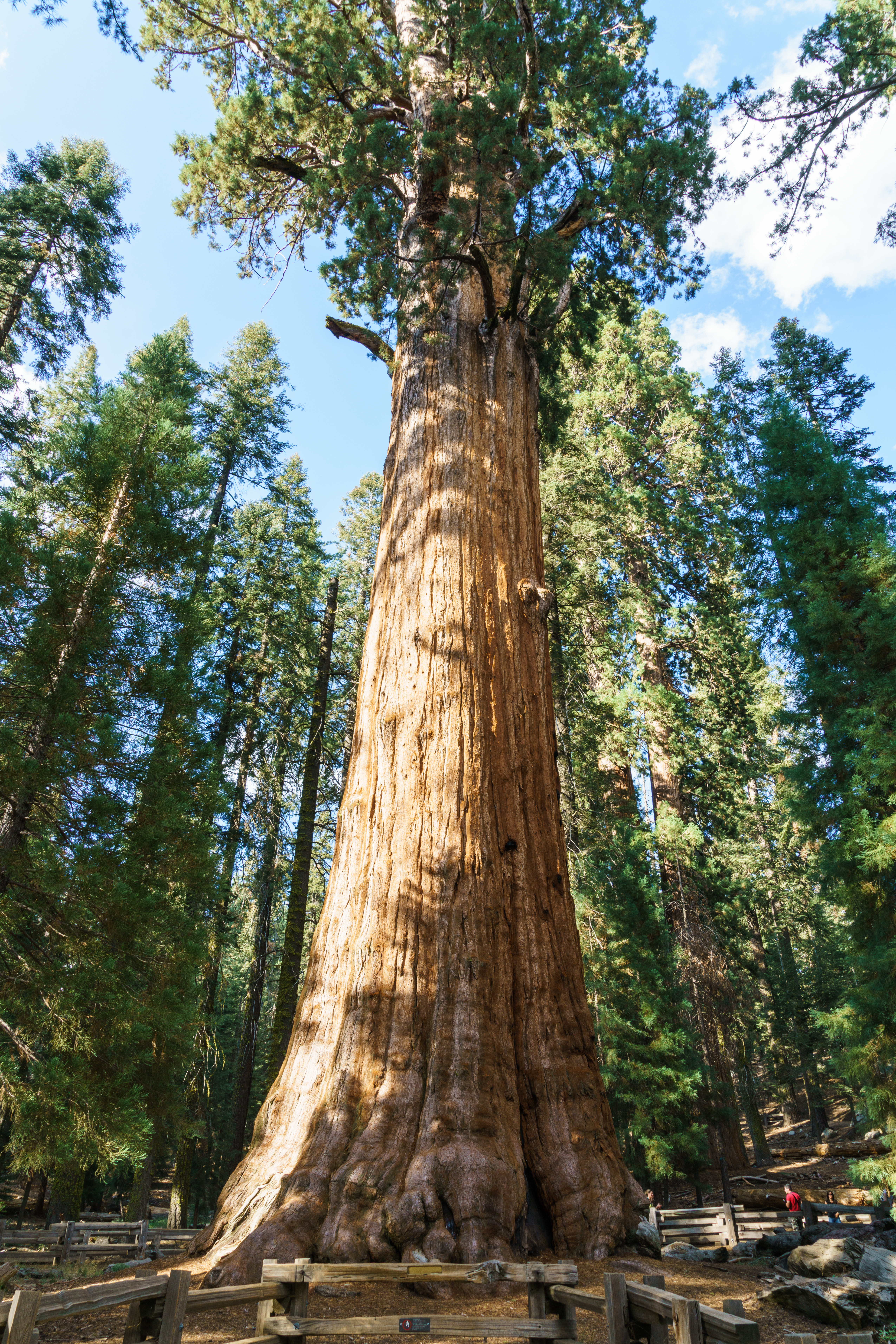 Late Summer Road Trip – Sequoia National Park | 2for66