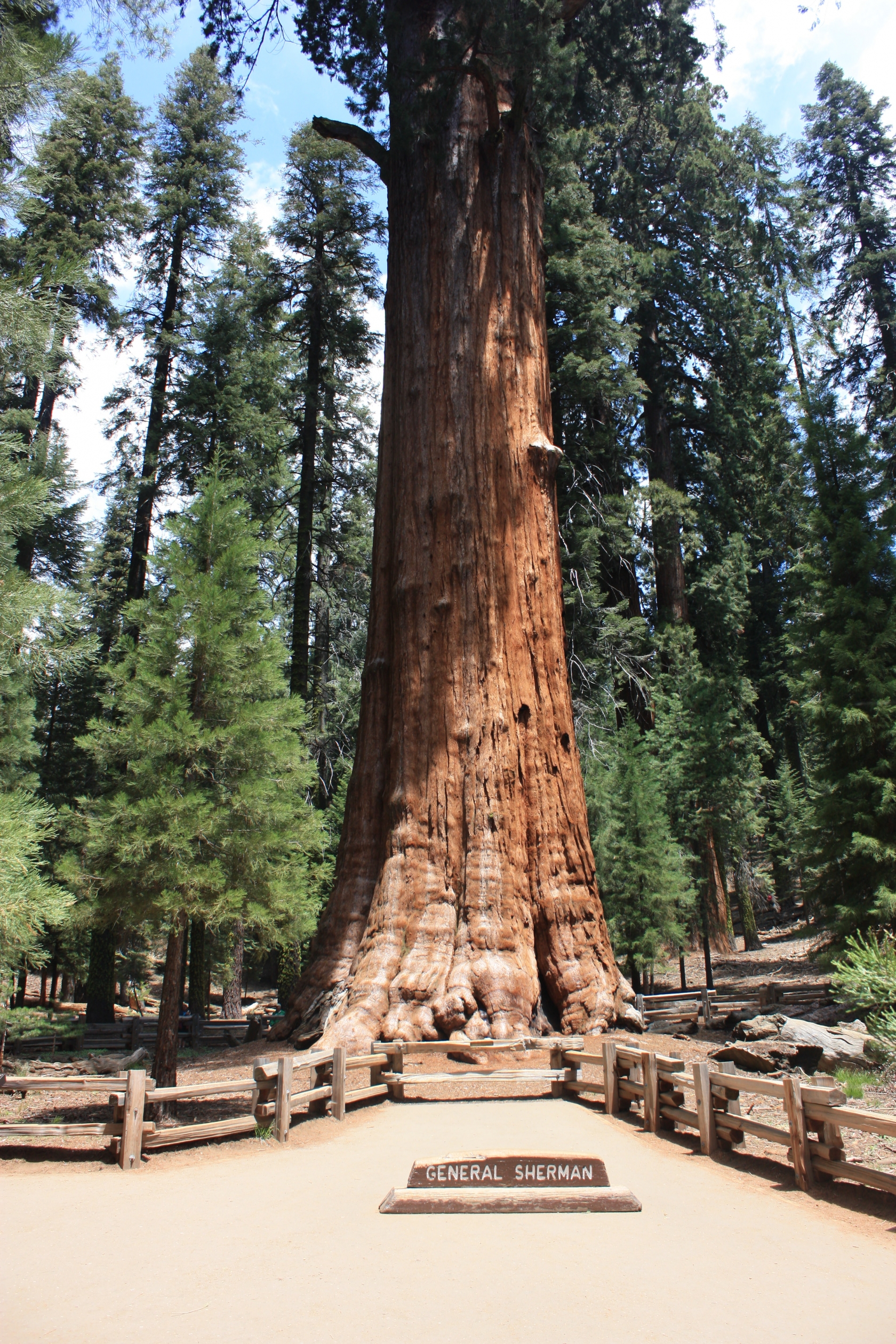 Famous Trees In National Parks | Find Your Park