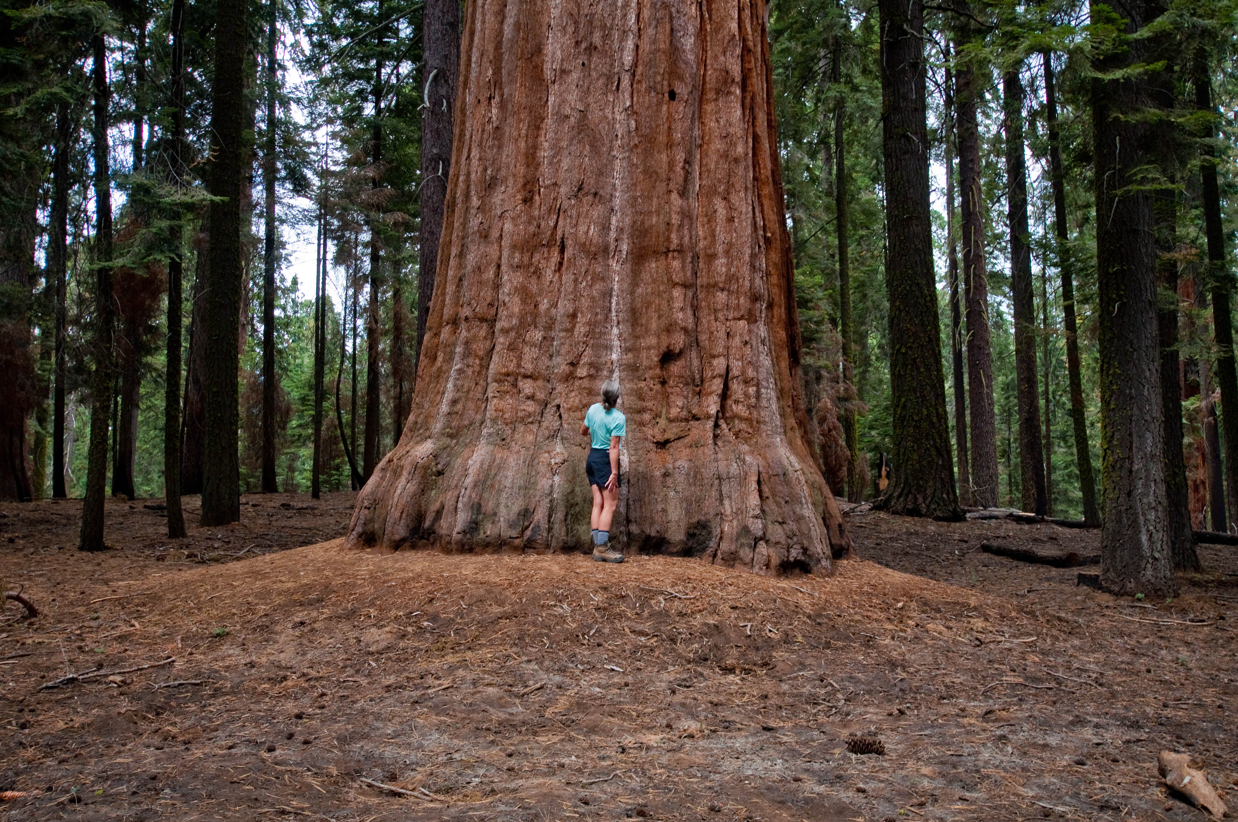 National Parks: Sequoia and Kings Canyon | Another Header