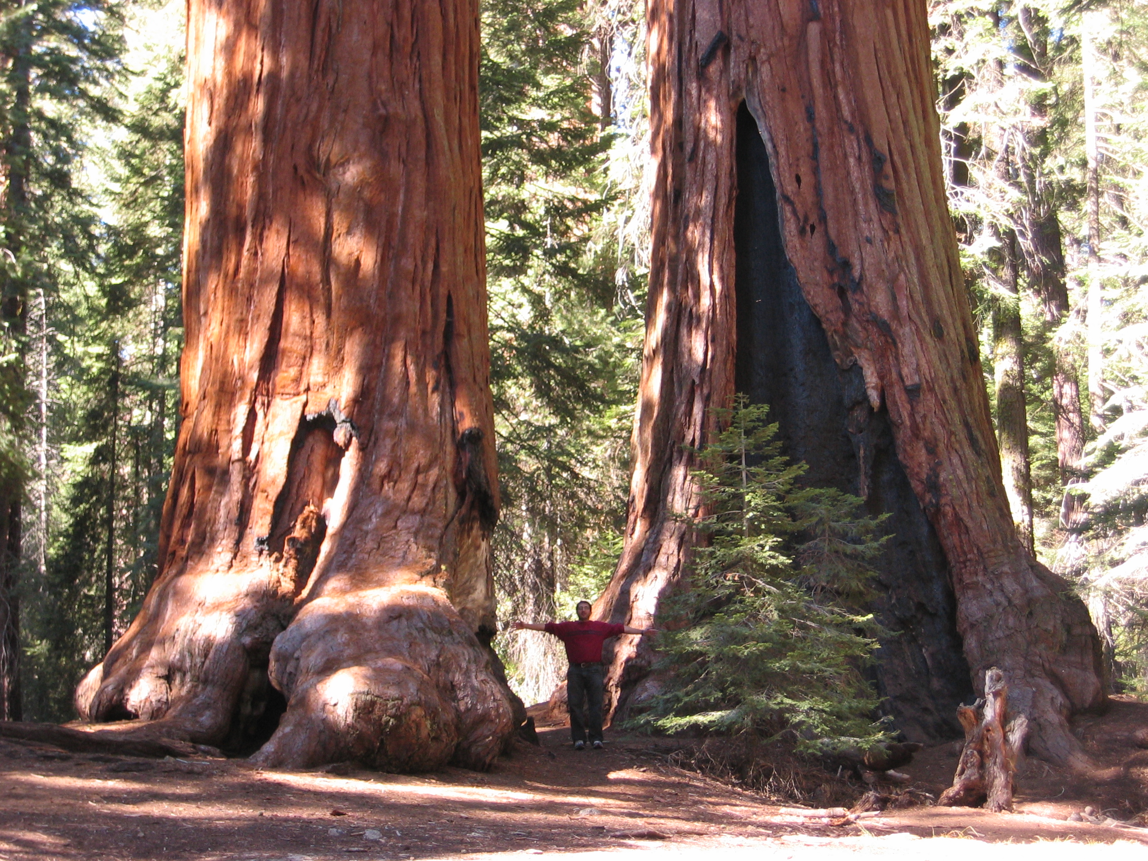 Sequoiadendron giganteum - Wikipedia