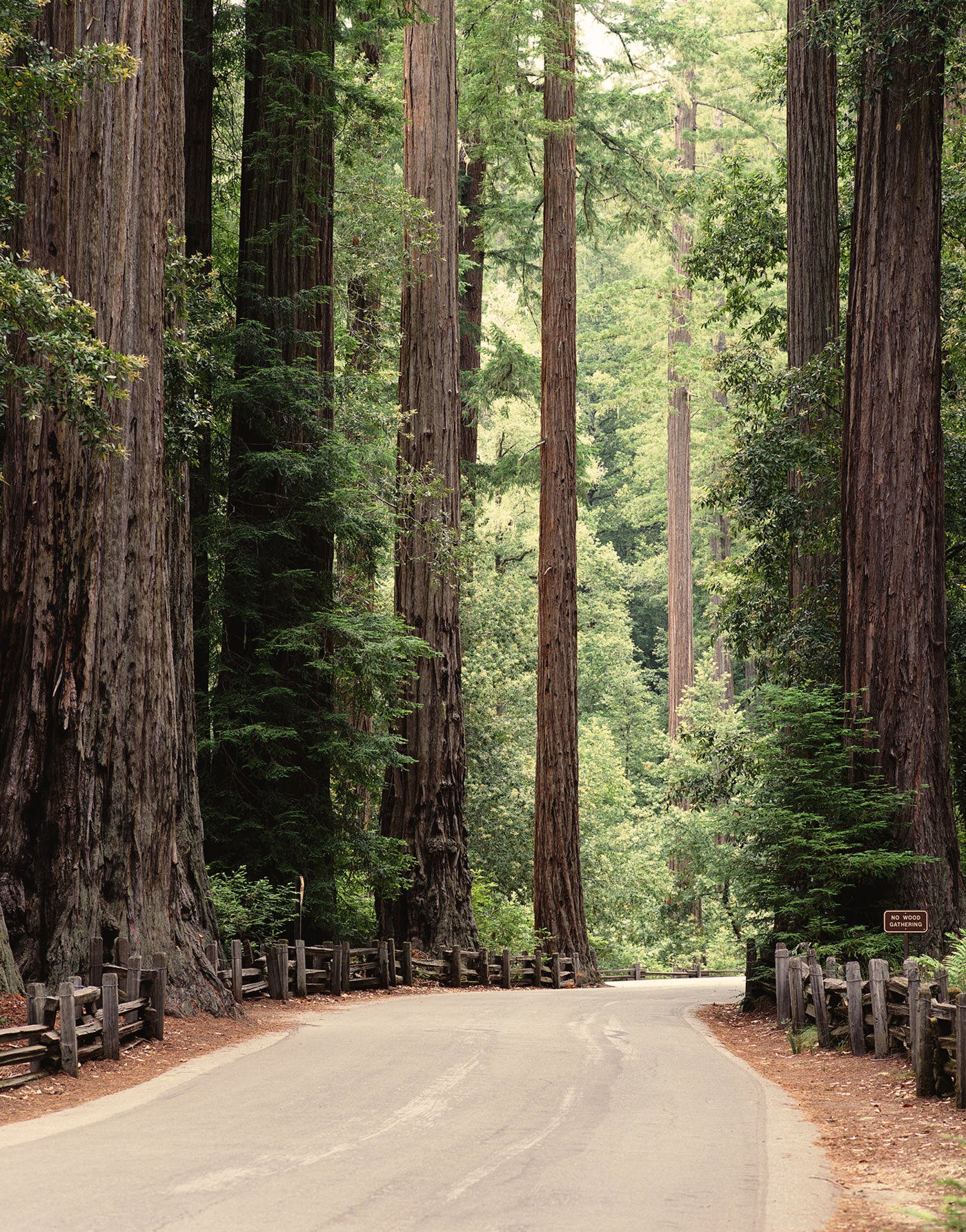 Redwood | National Park Foundation