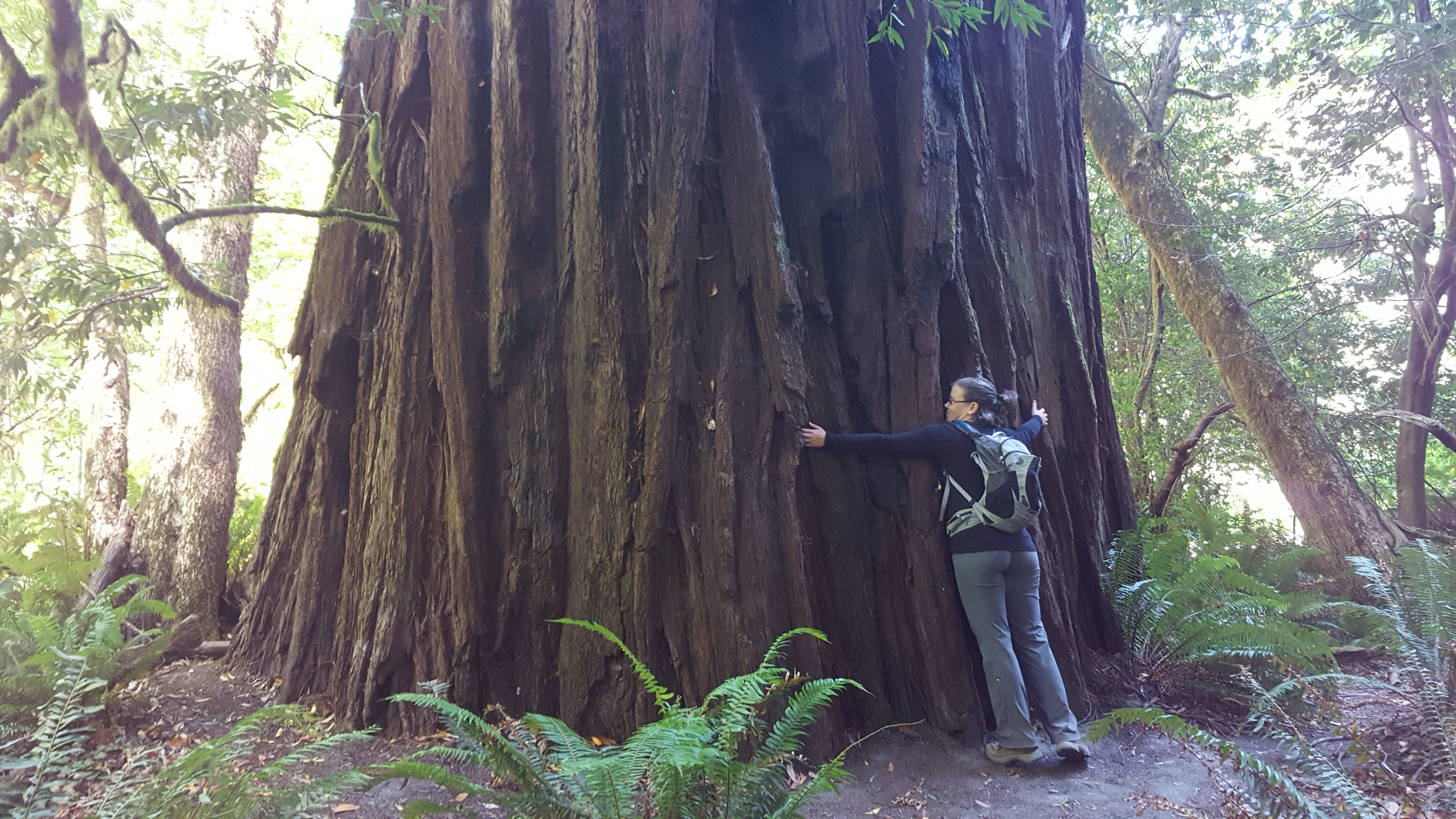 Redwood National Park - The Great Curiodyssey