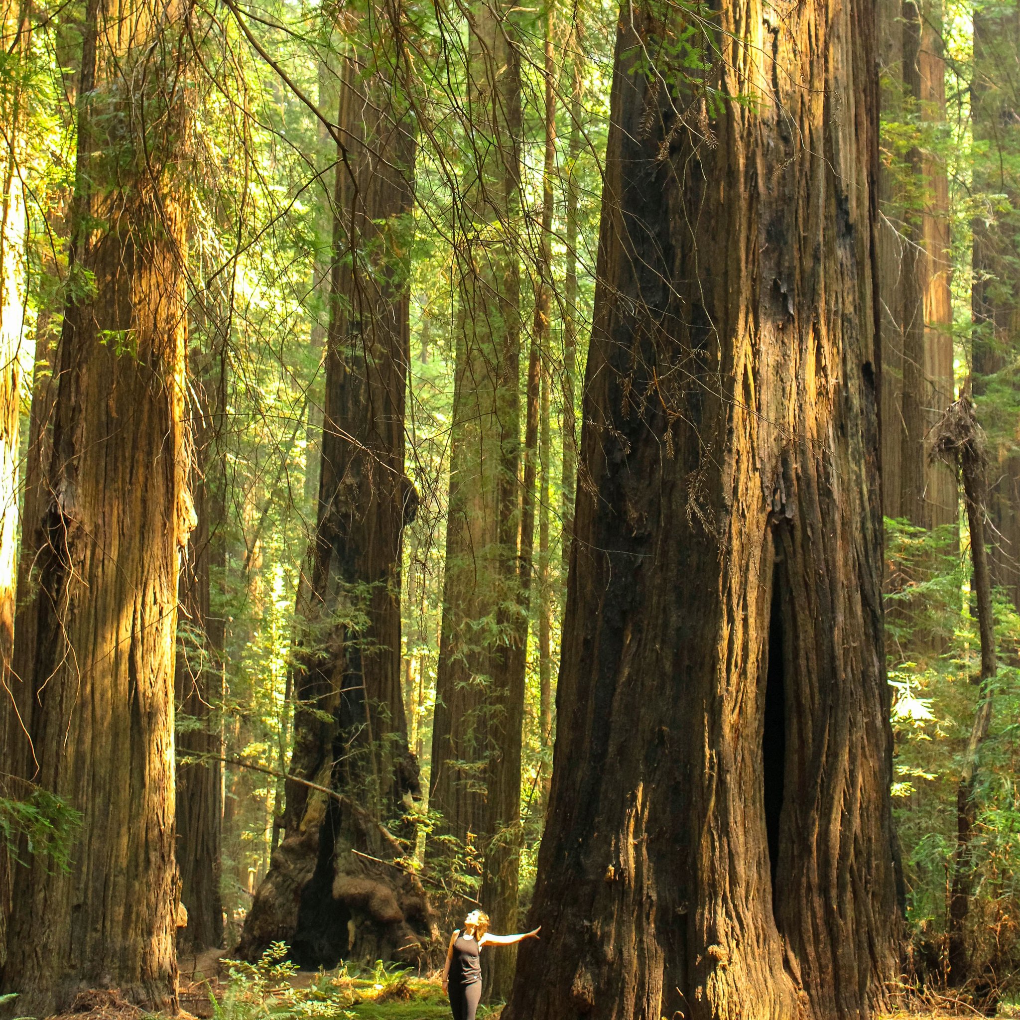 Redwood National Park Photos | POPSUGAR Smart Living