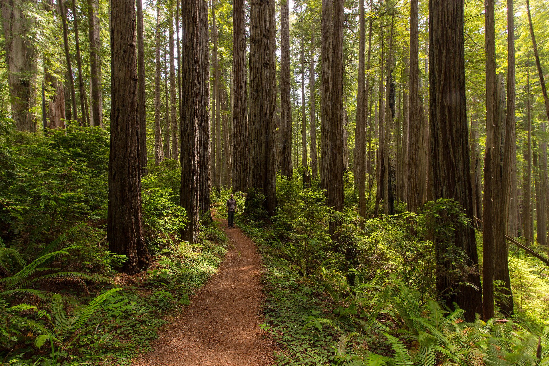 Redwood National + State Parks | Outdoor Project