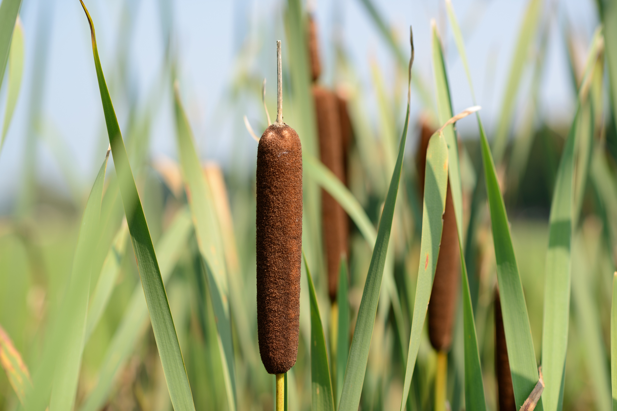 Reed beds - a natural solution for Ireland's waste-treatment ...