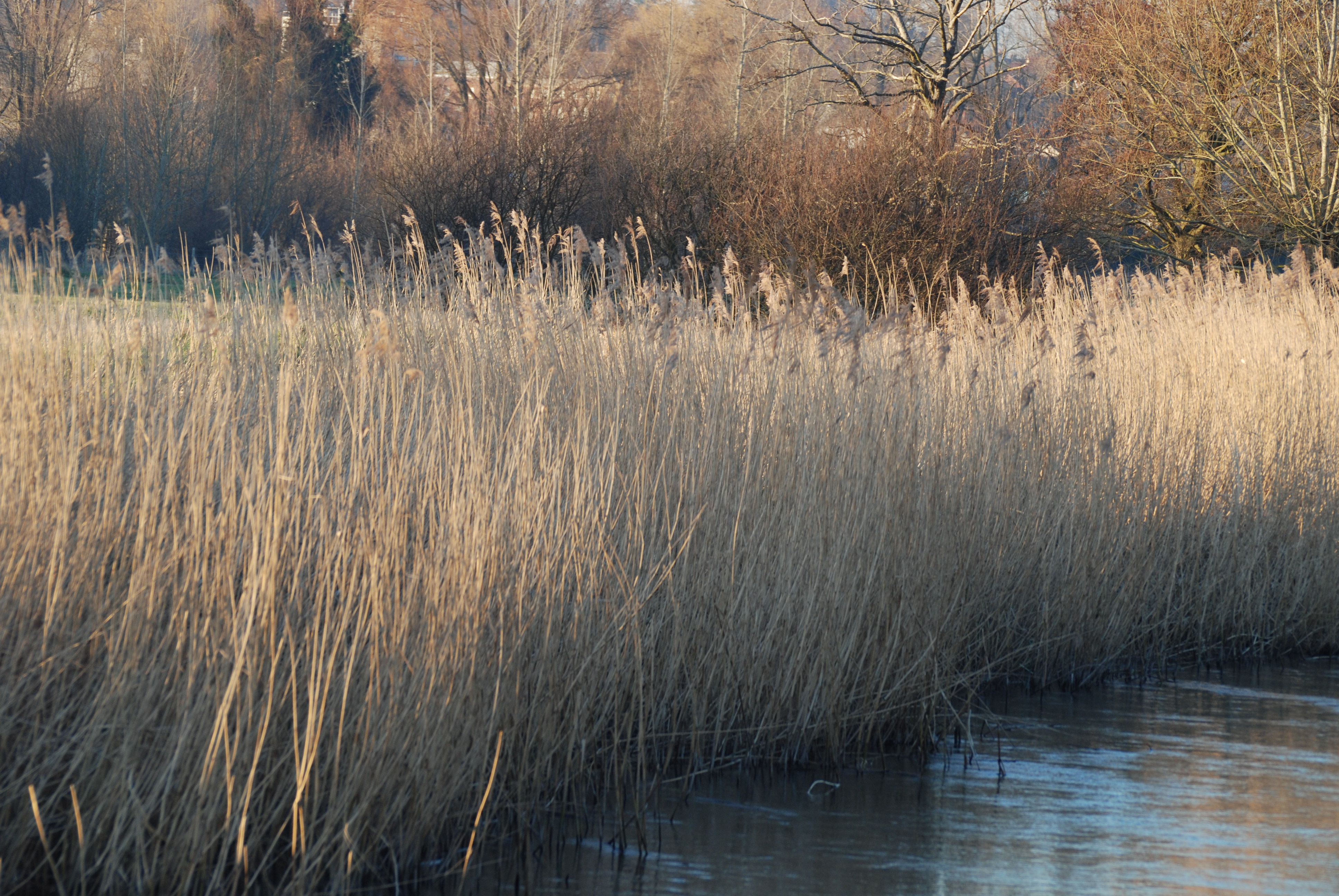 File:Reed beds - River Nadder at Harnham.jpg - Wikimedia Commons