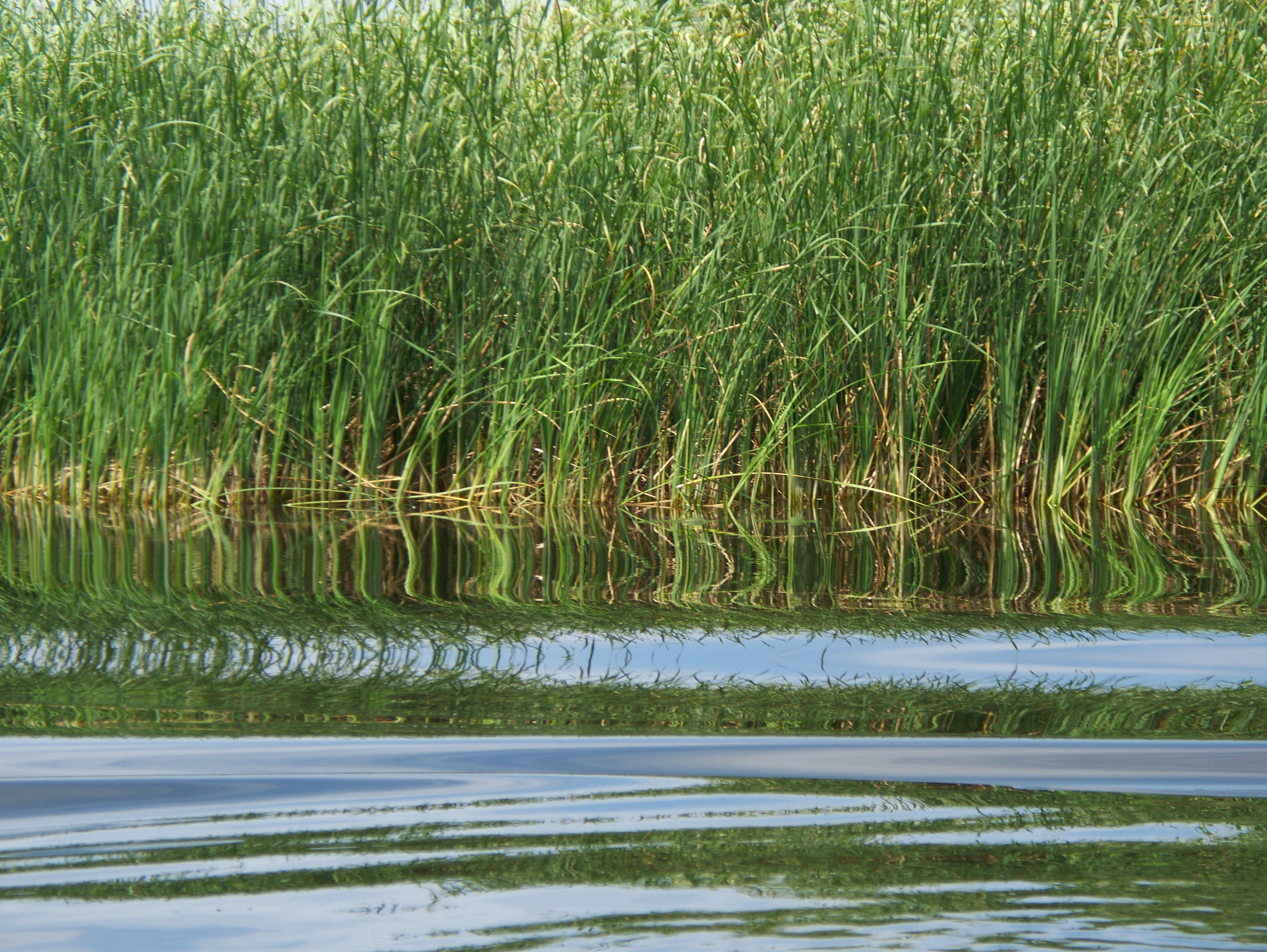 File:Danube Delta Reeds.JPG - Wikimedia Commons