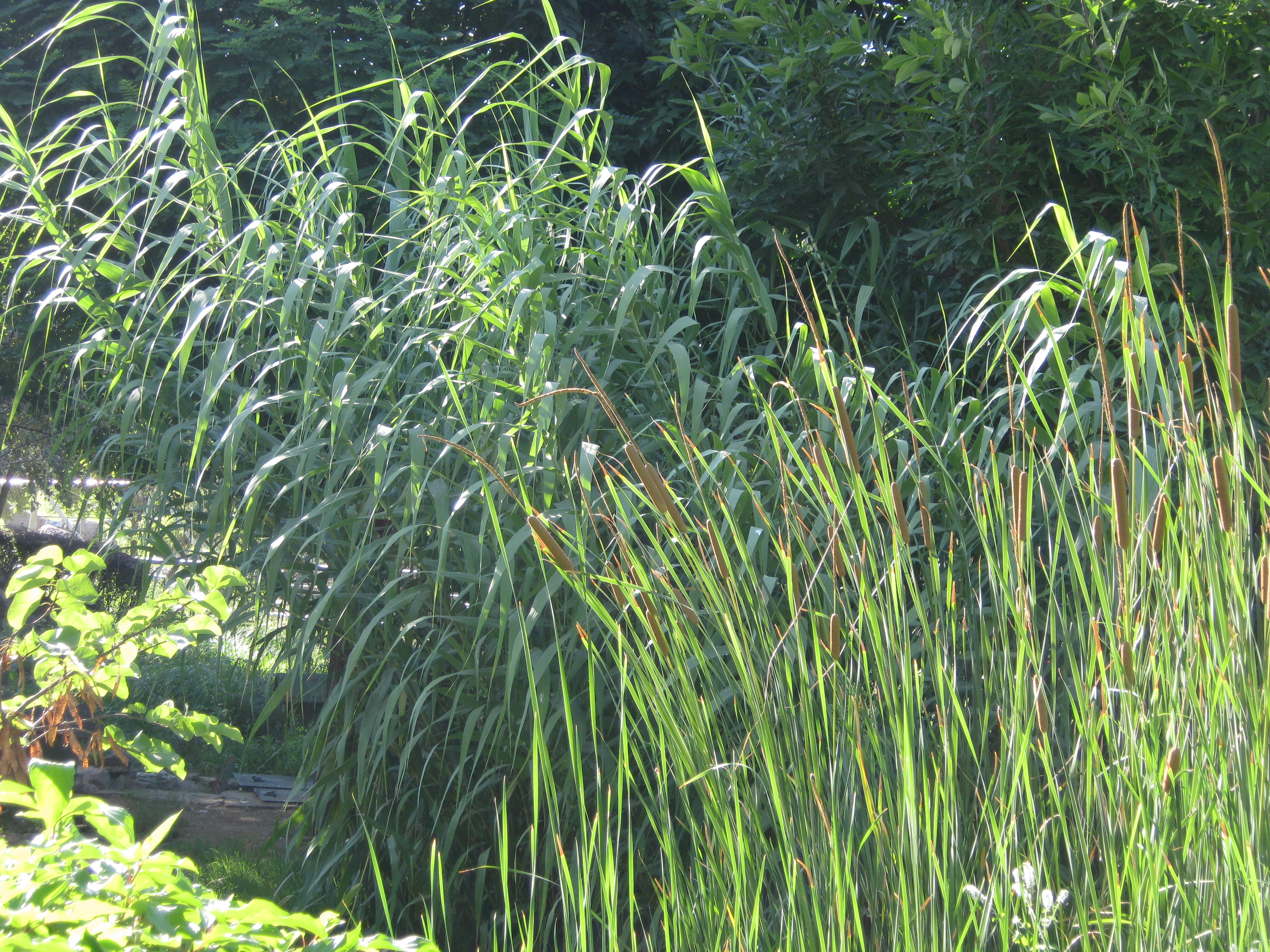 Reeds, Green, Plant, Plants, Sedge, HQ Photo